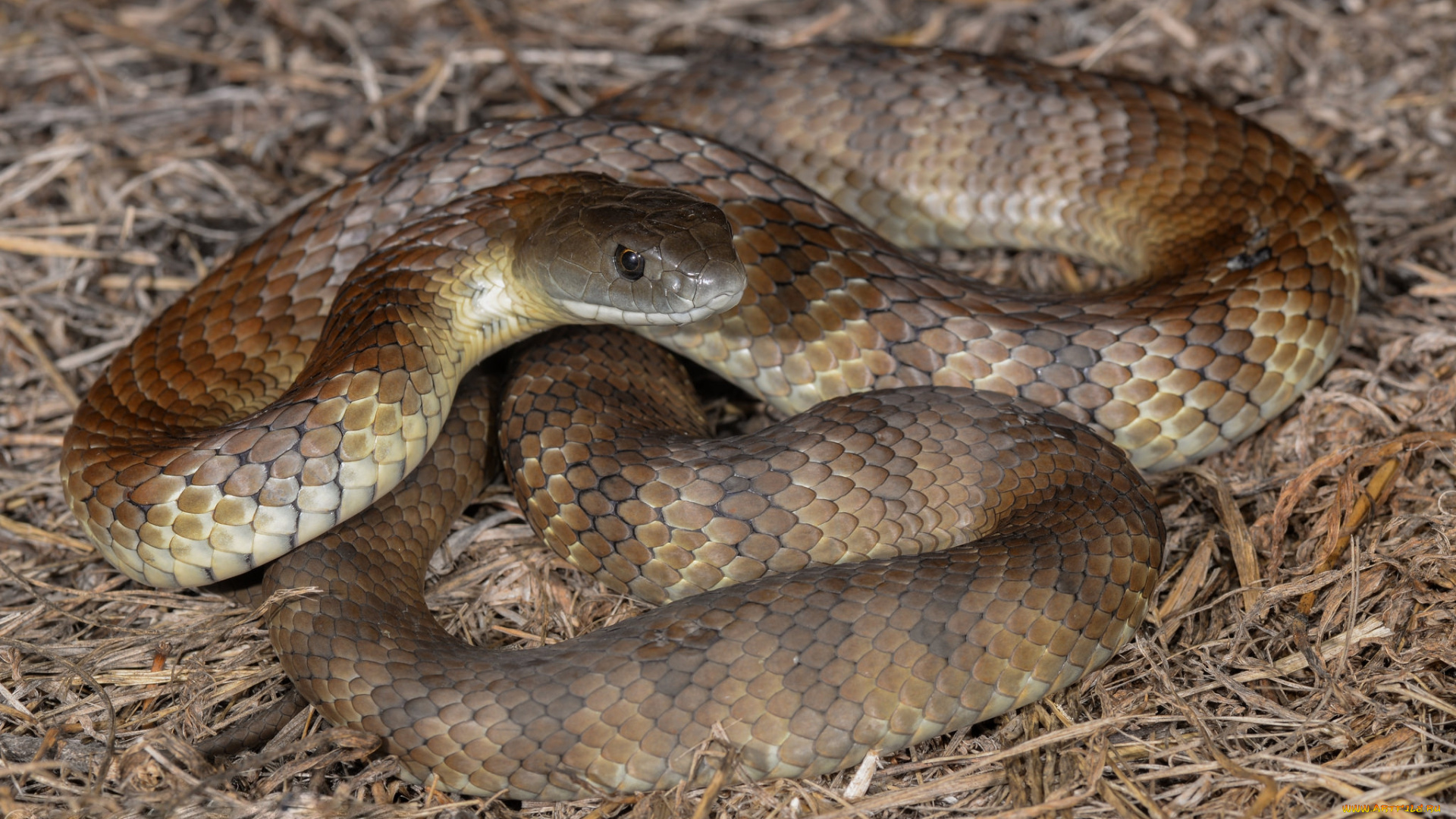 tiger, snake, животные, змеи, , питоны, , кобры, змея