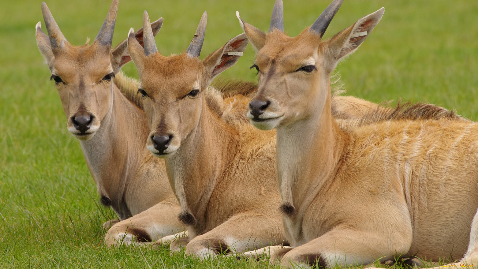 животные, антилопы