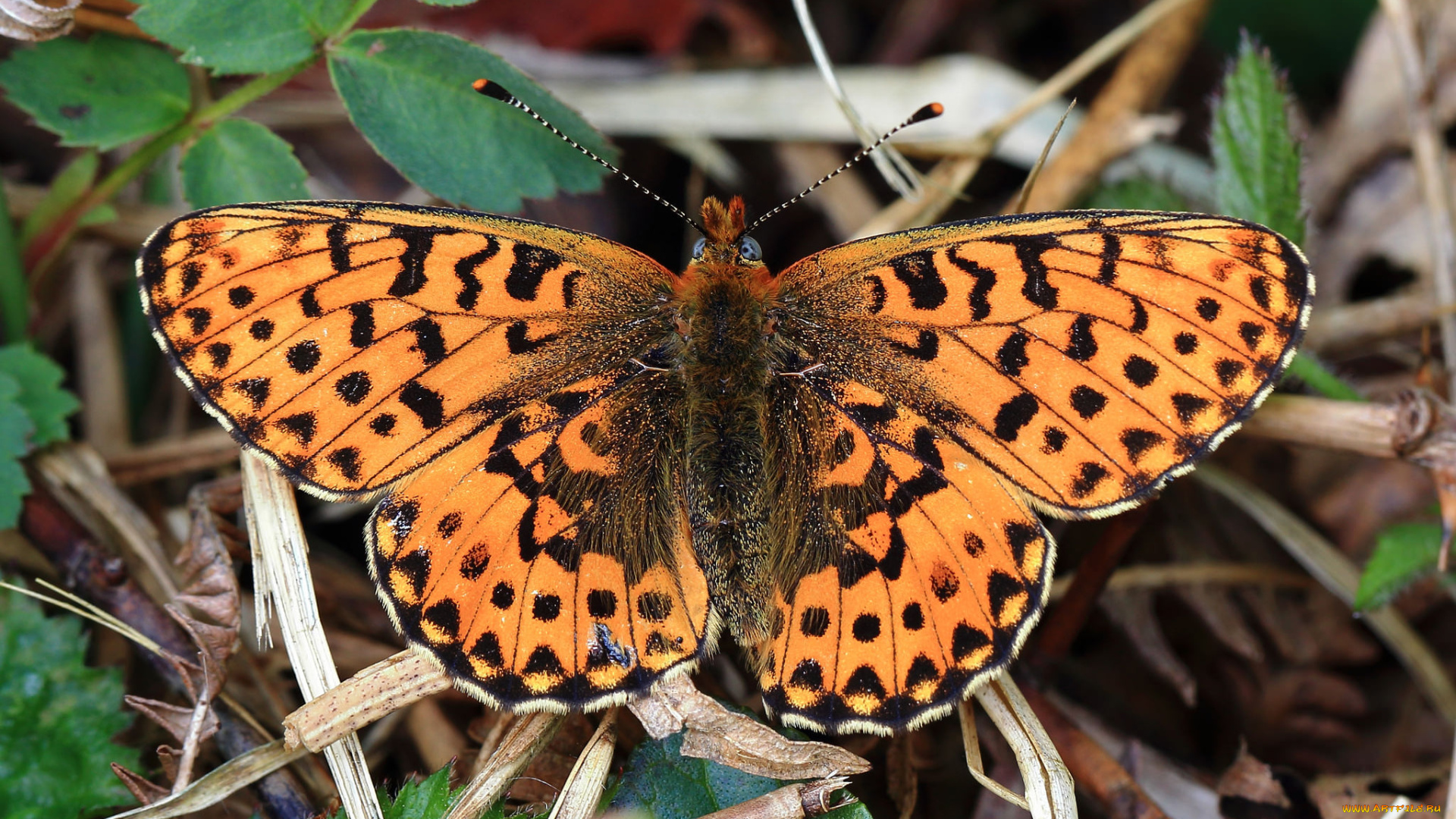 животные, бабочки, , мотыльки, , моли, бабочка