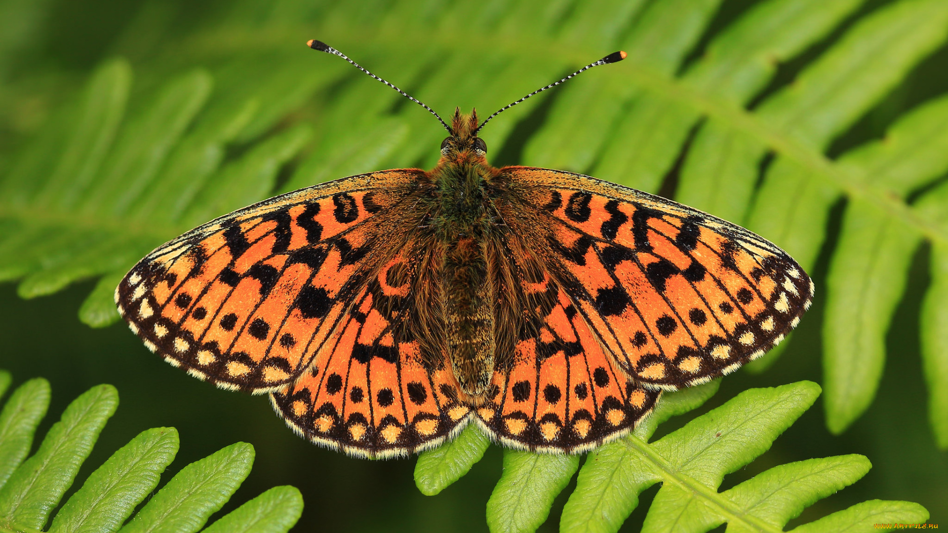 животные, бабочки, , мотыльки, , моли, бабочка