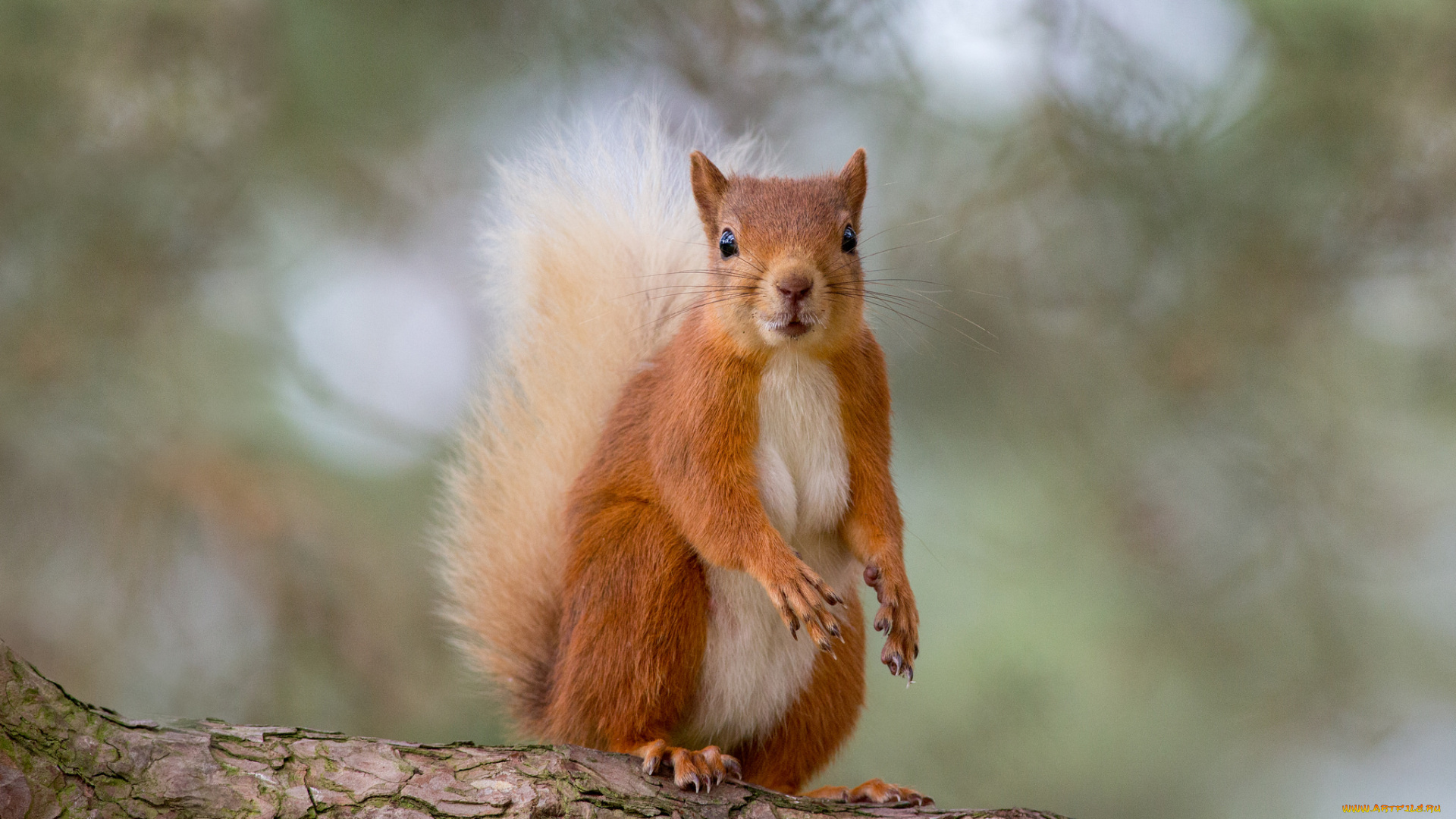 животные, белки, белка