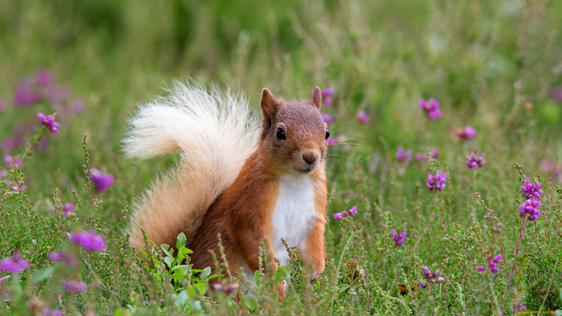 животные, белки, белка