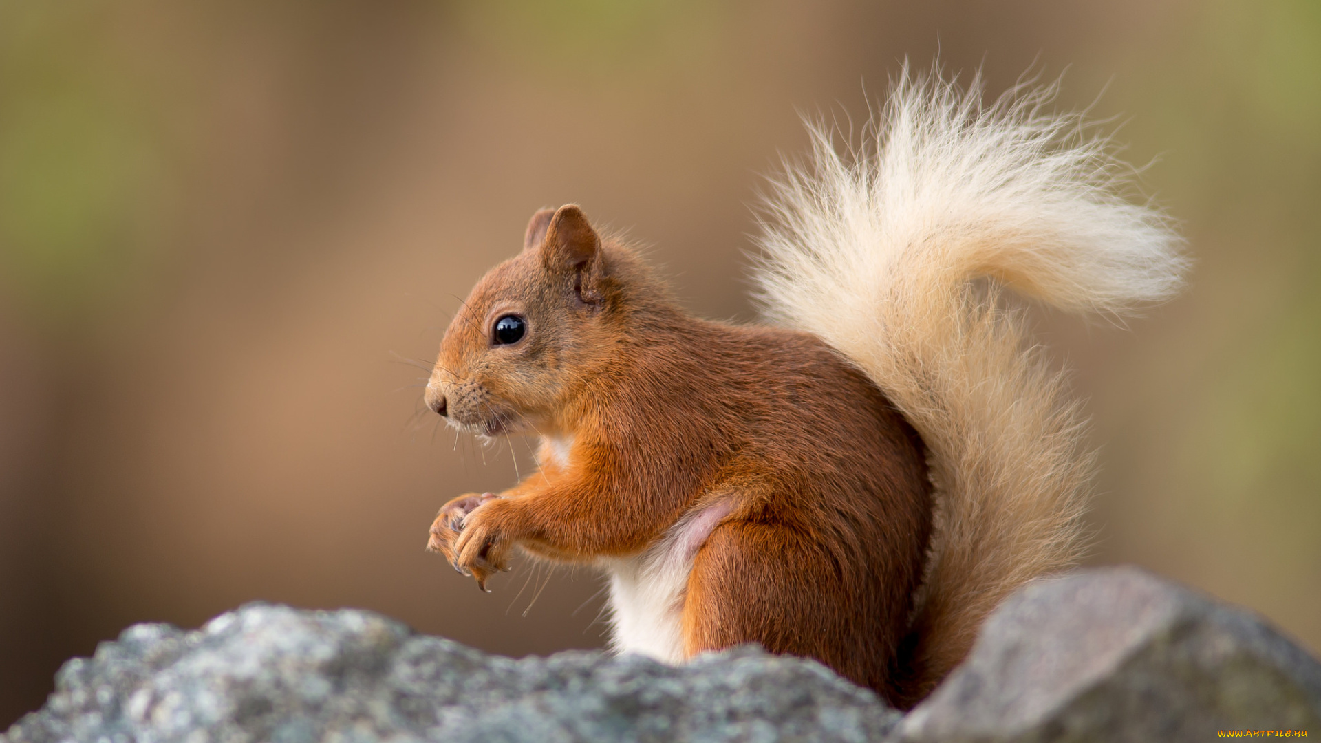 животные, белки, белка