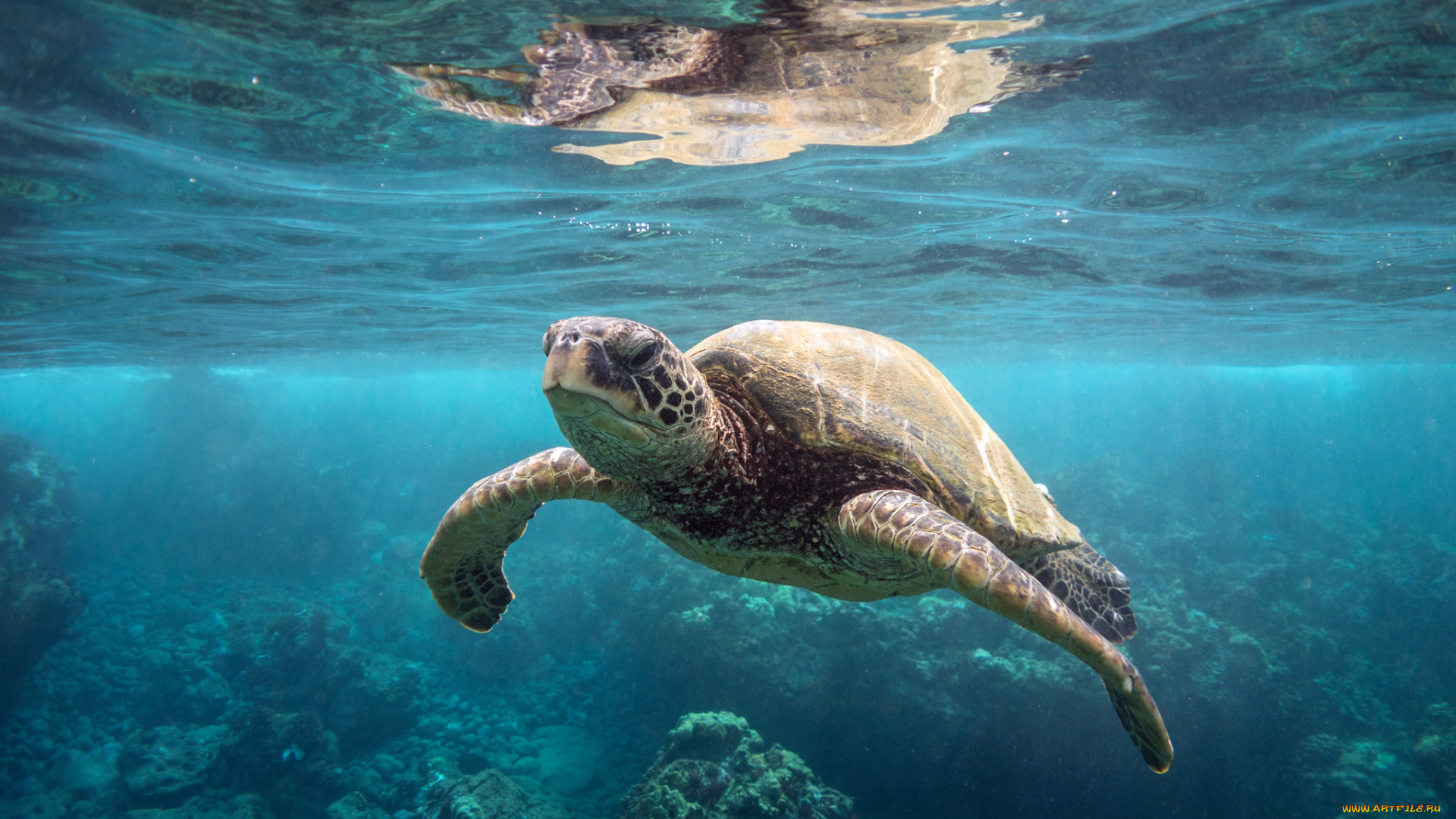 животные, Черепахи, океан, черепаха