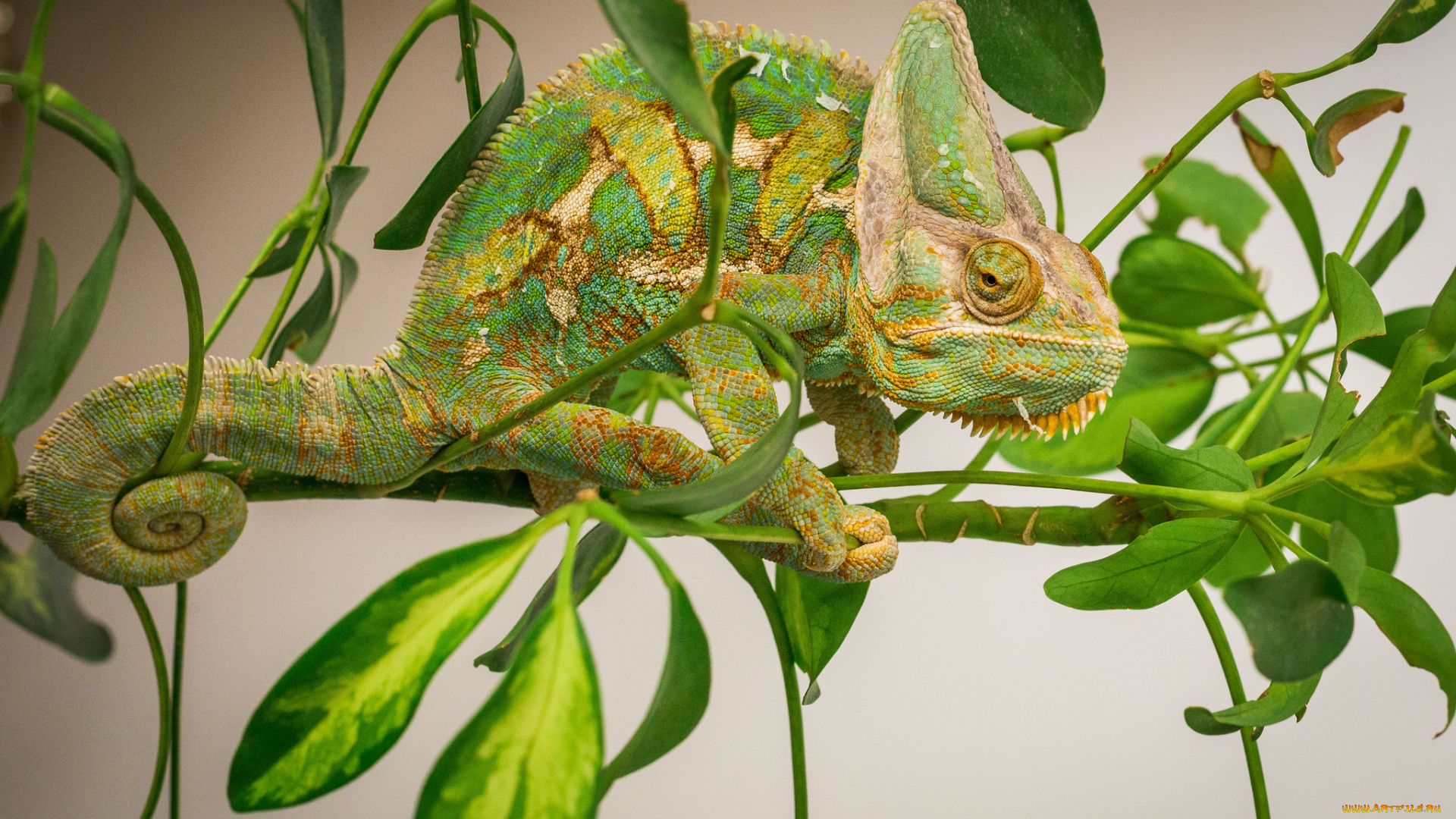 животные, хамелеоны, хамелеон