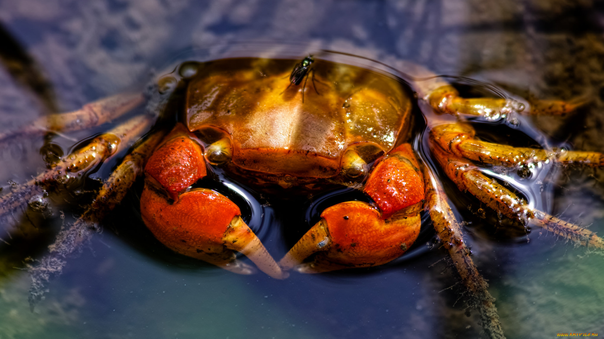 животные, крабы, , раки, краб