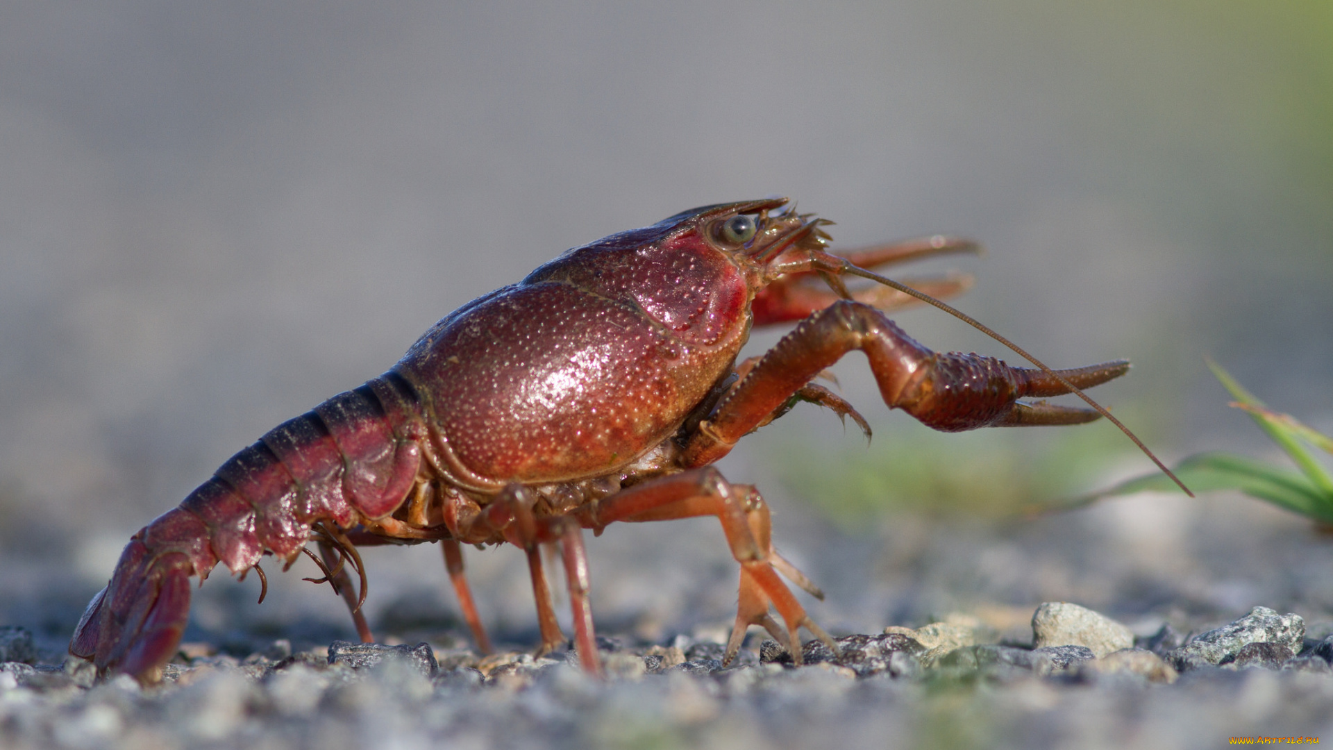 животные, крабы, , раки, рак
