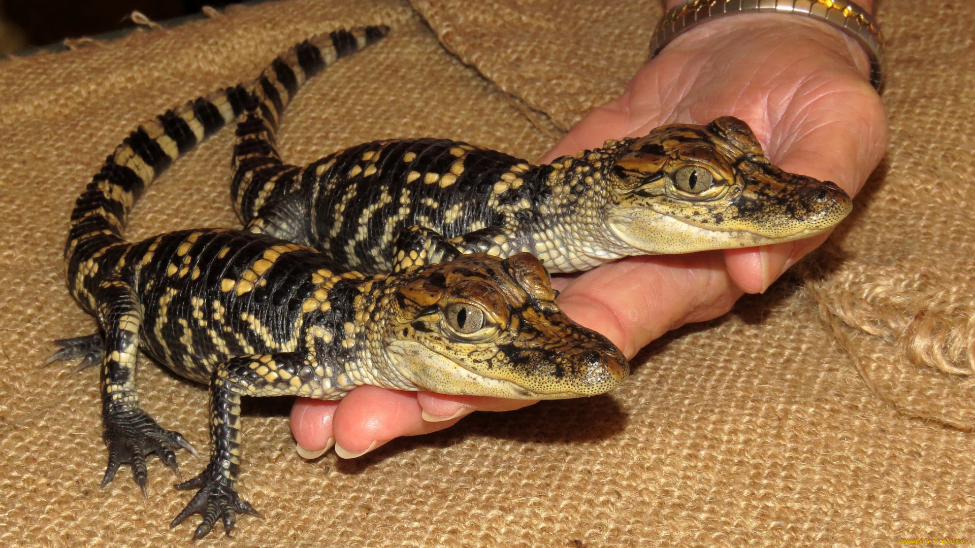 животные, крокодилы, крохи