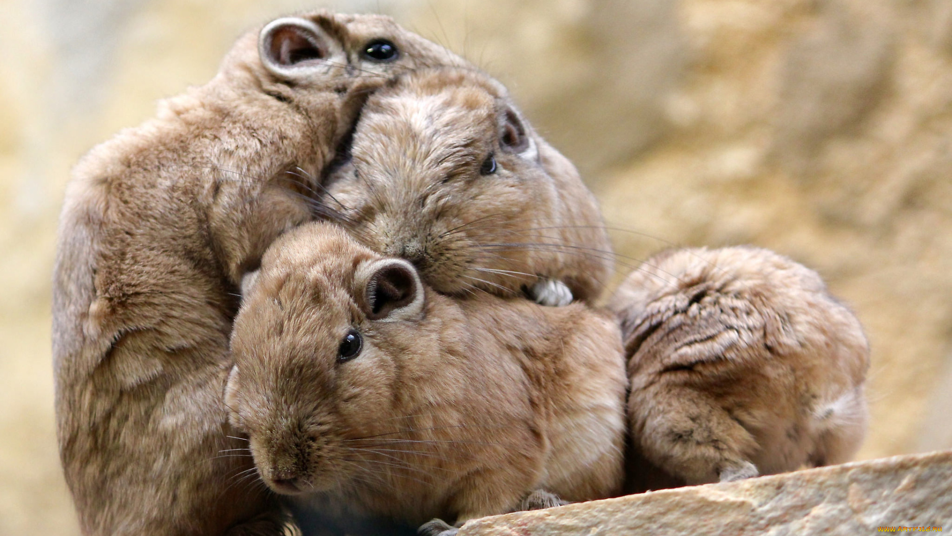 животные, крысы, , мыши, зверьки