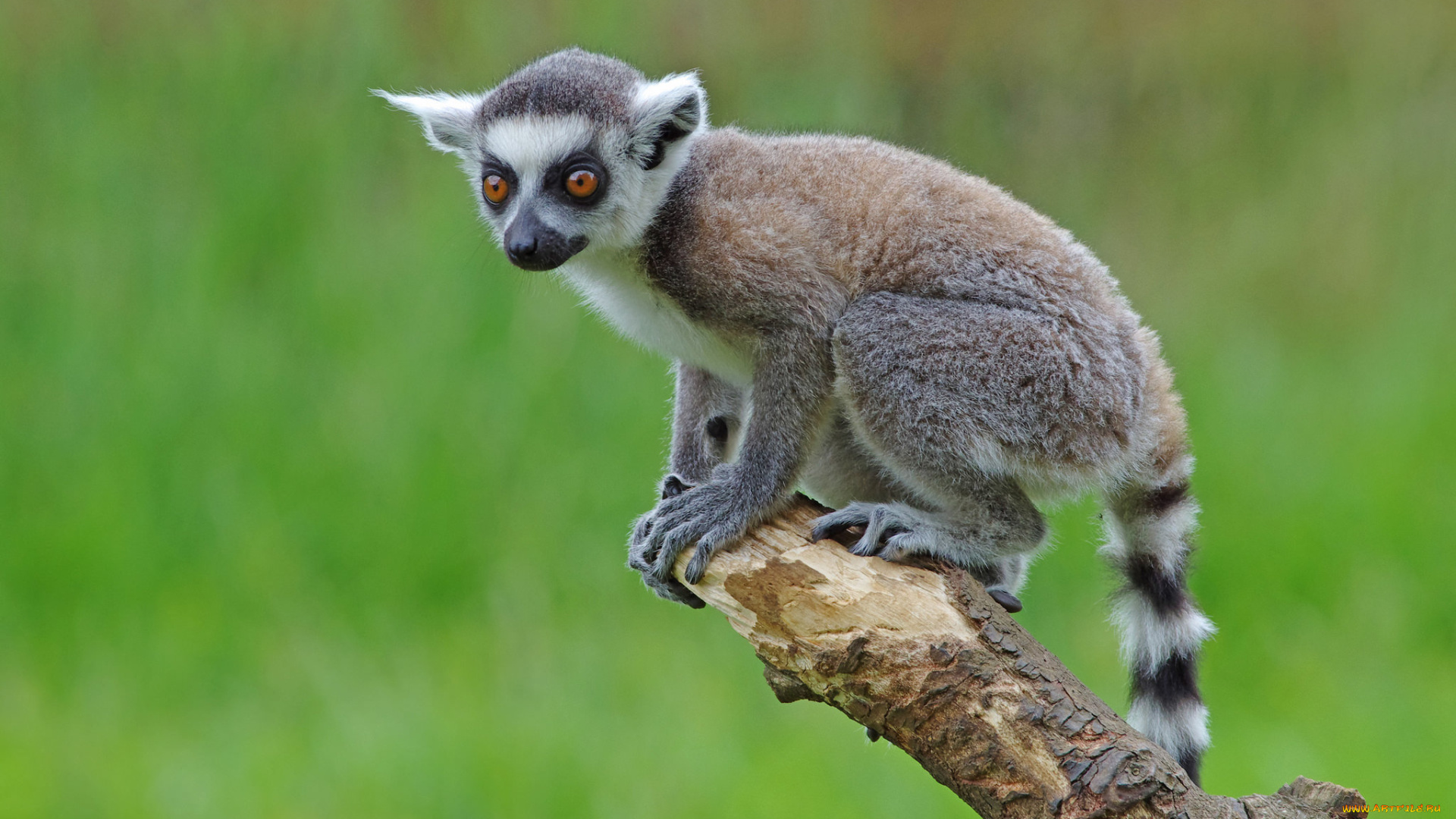 животные, лемуры, лемур
