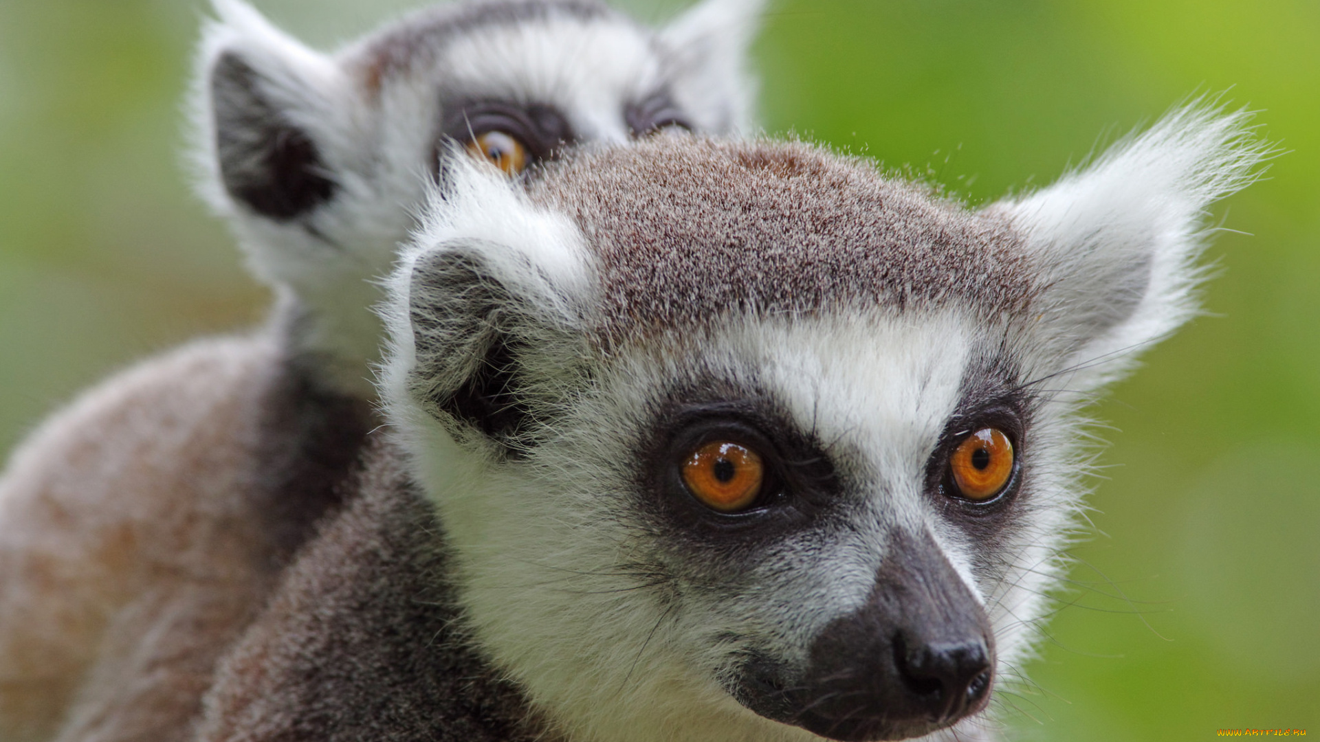животные, лемуры, лемур