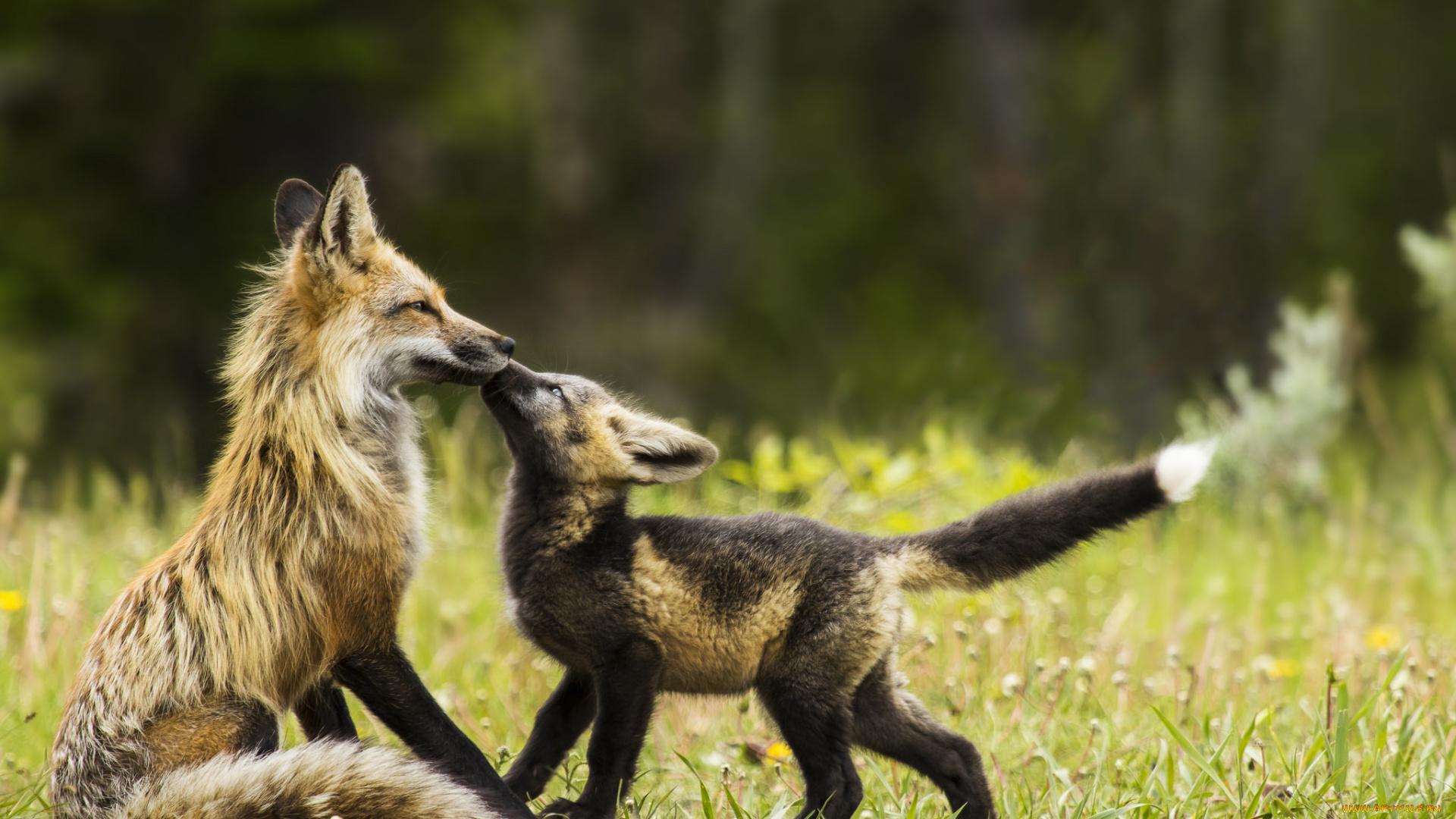 животные, лисы, лисенок, лиса