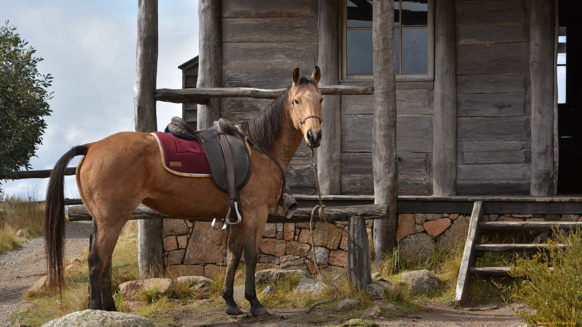 животные, лошади, лошадка