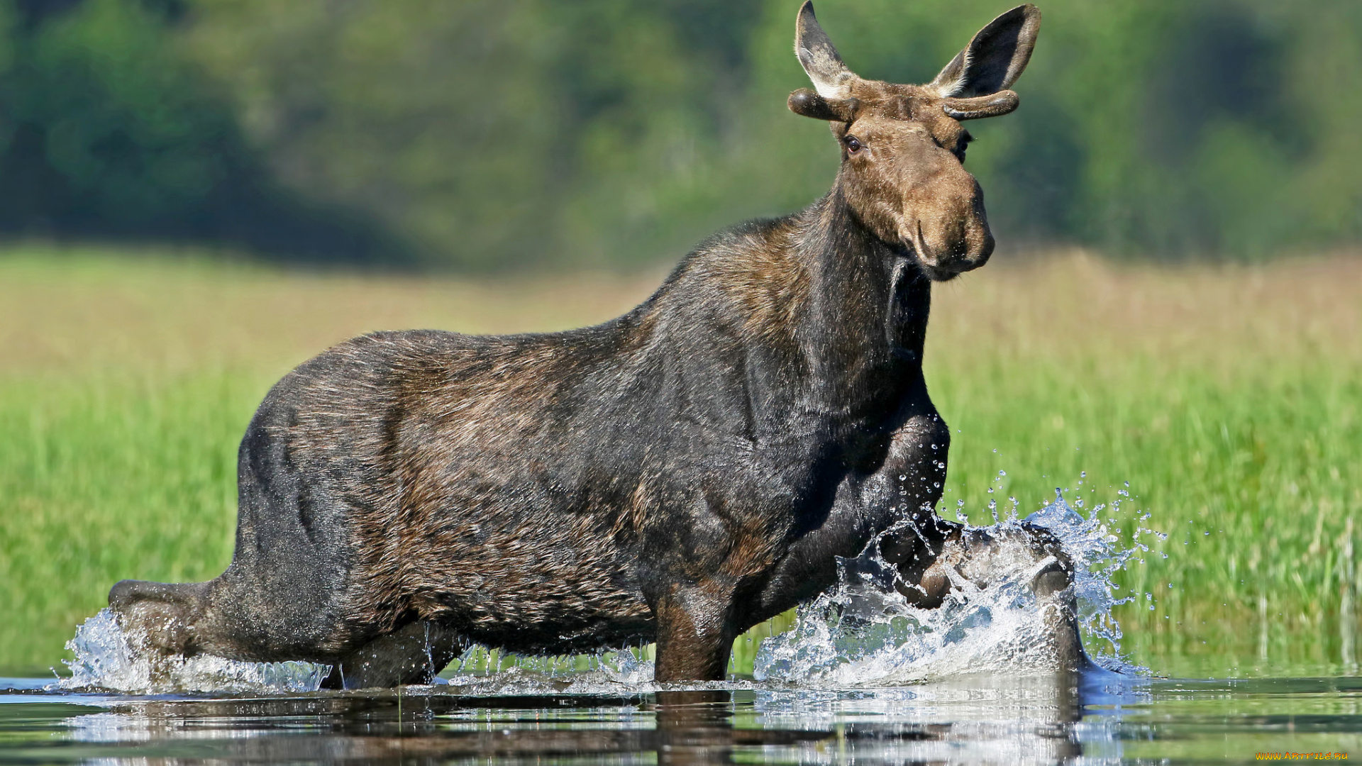 животные, лоси, сохатый