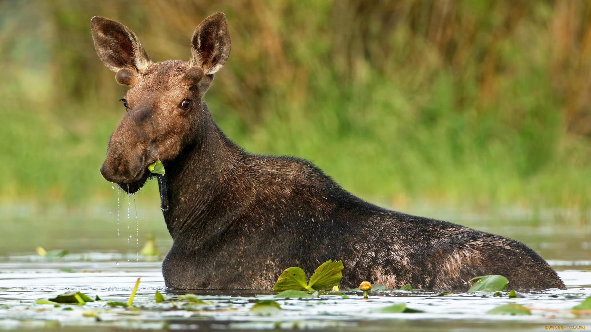 животные, лоси, сохатый