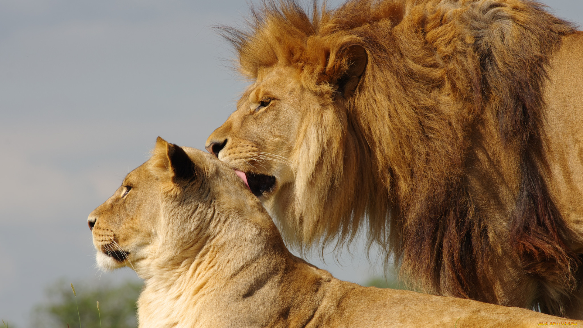 животные, львы, лев, львица
