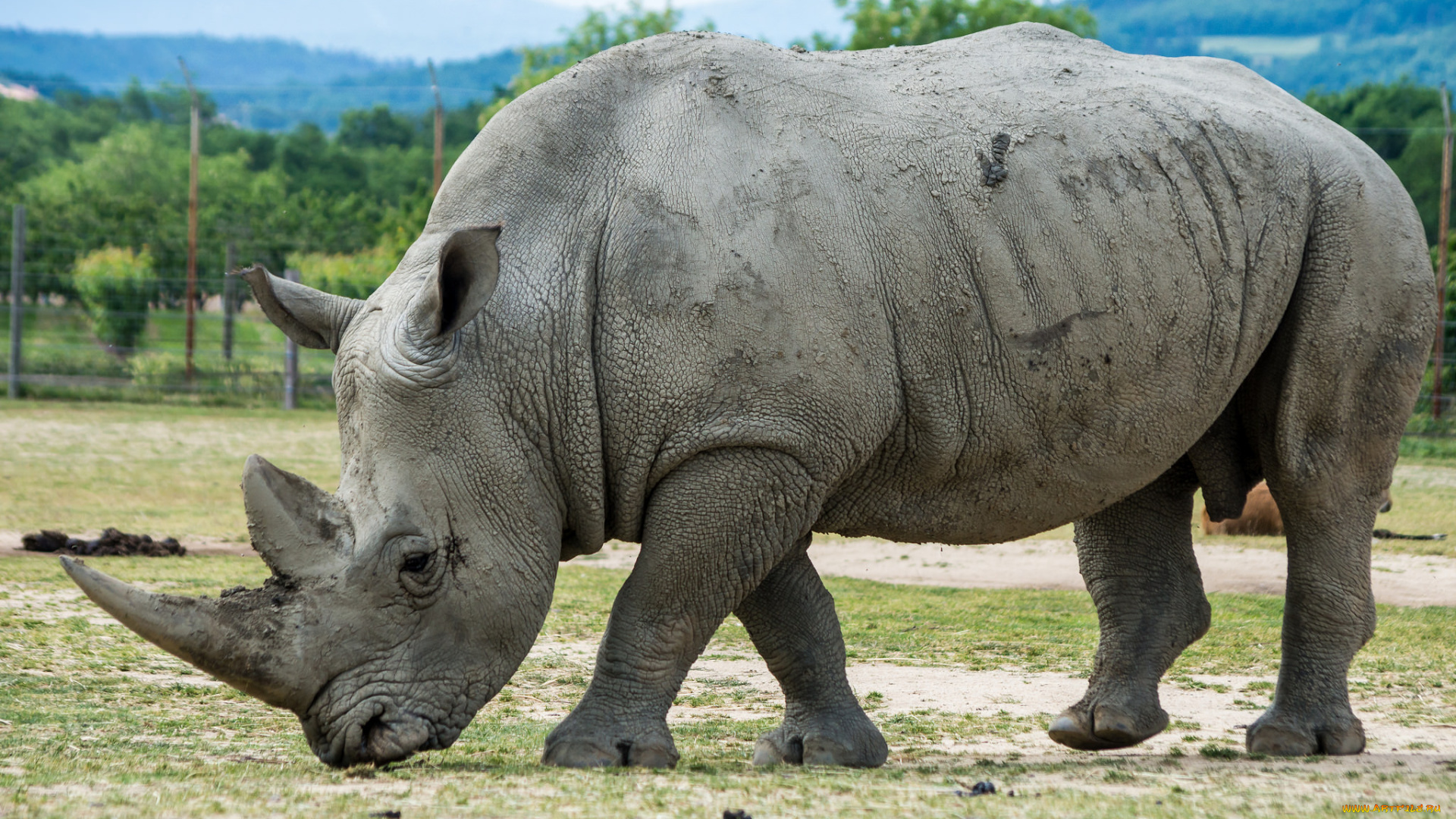 животные, носороги, двурогий, носорог