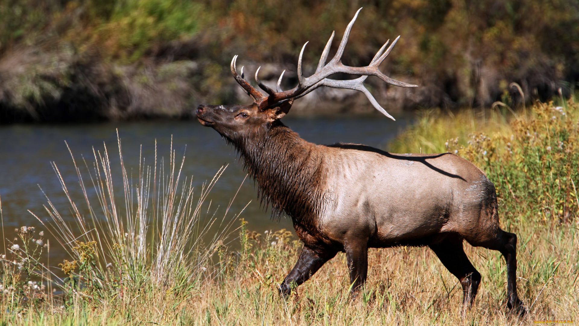 животные, олени, марал