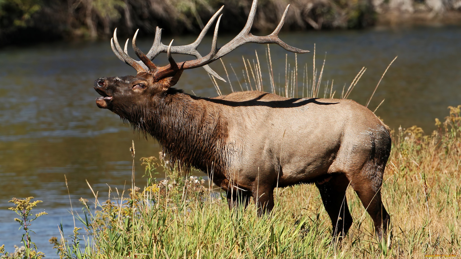 животные, олени, марал