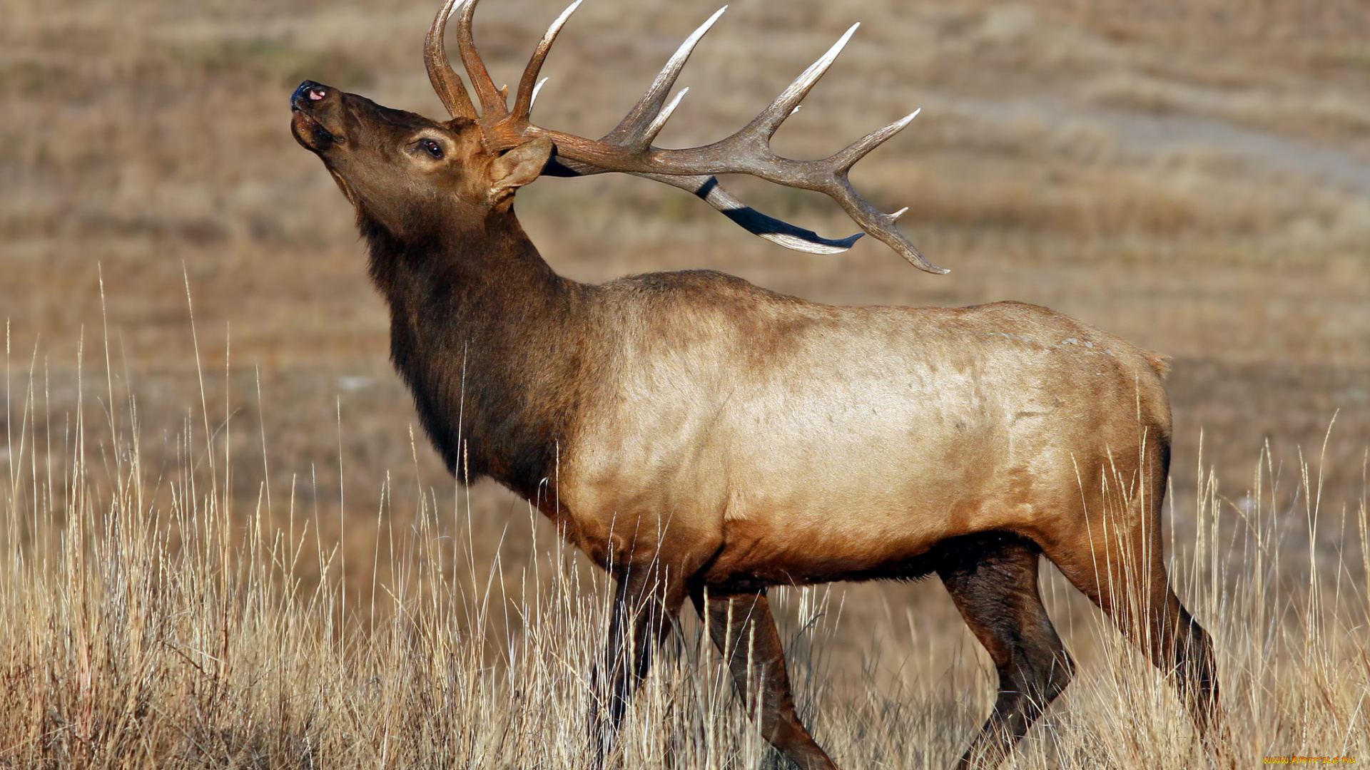 животные, олени, марал