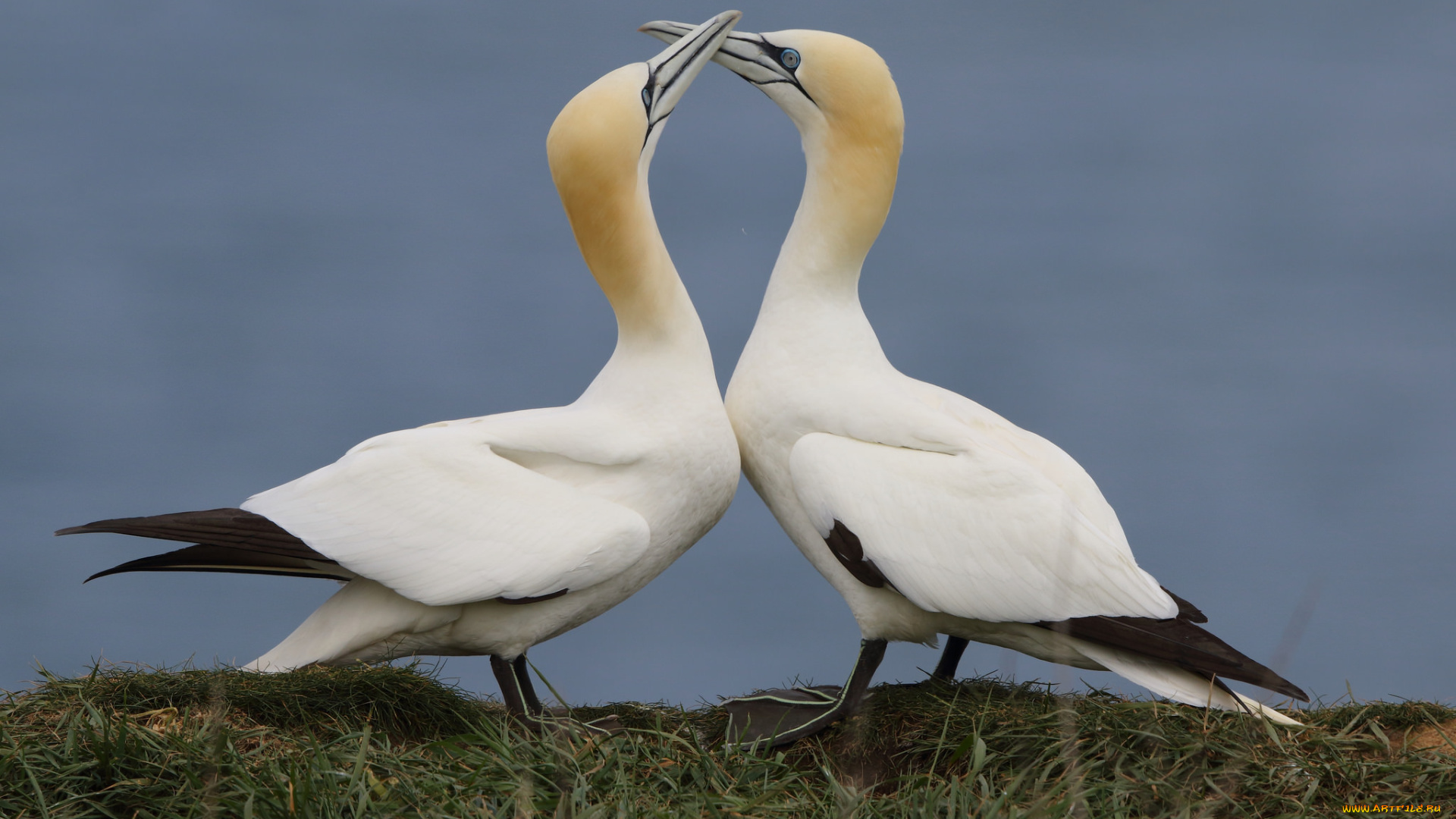 животные, олуши, пара