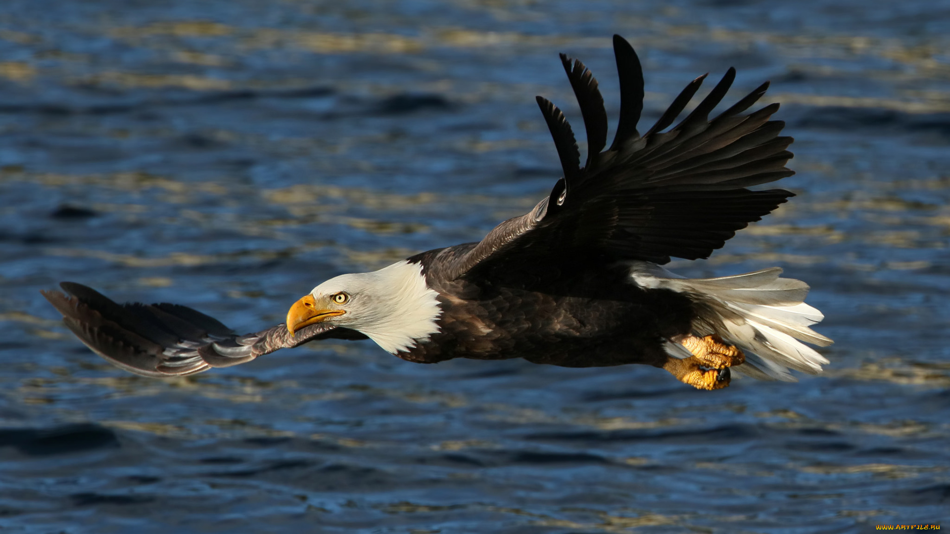 животные, птицы, -, хищники, белоголовый, орлан