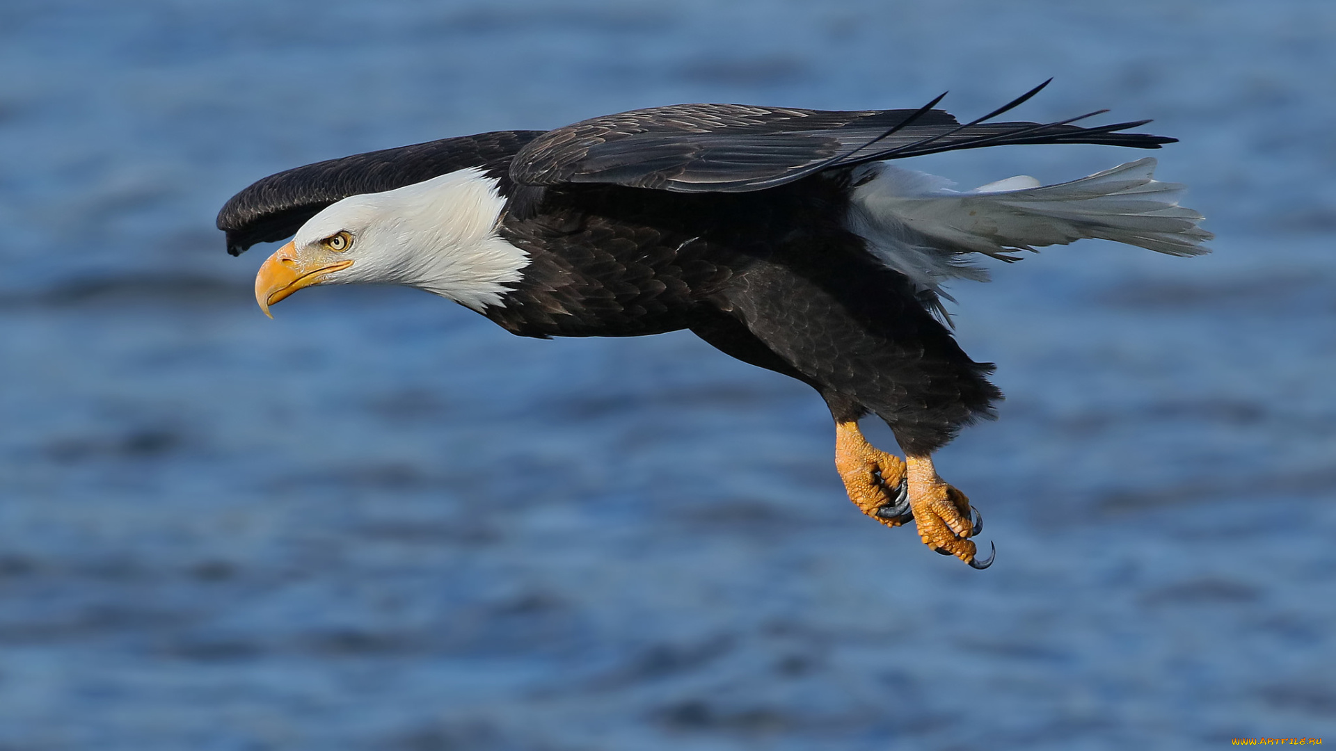 животные, птицы, -, хищники, орлан, белоголовый