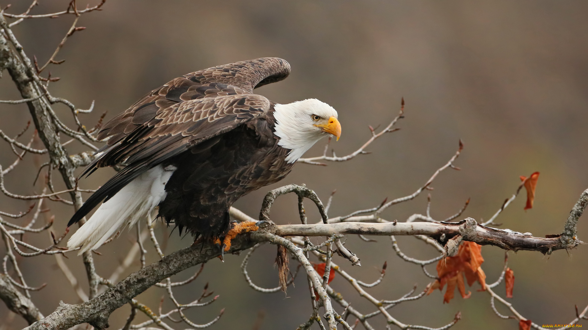 животные, птицы, -, хищники, орлан, белоголовый