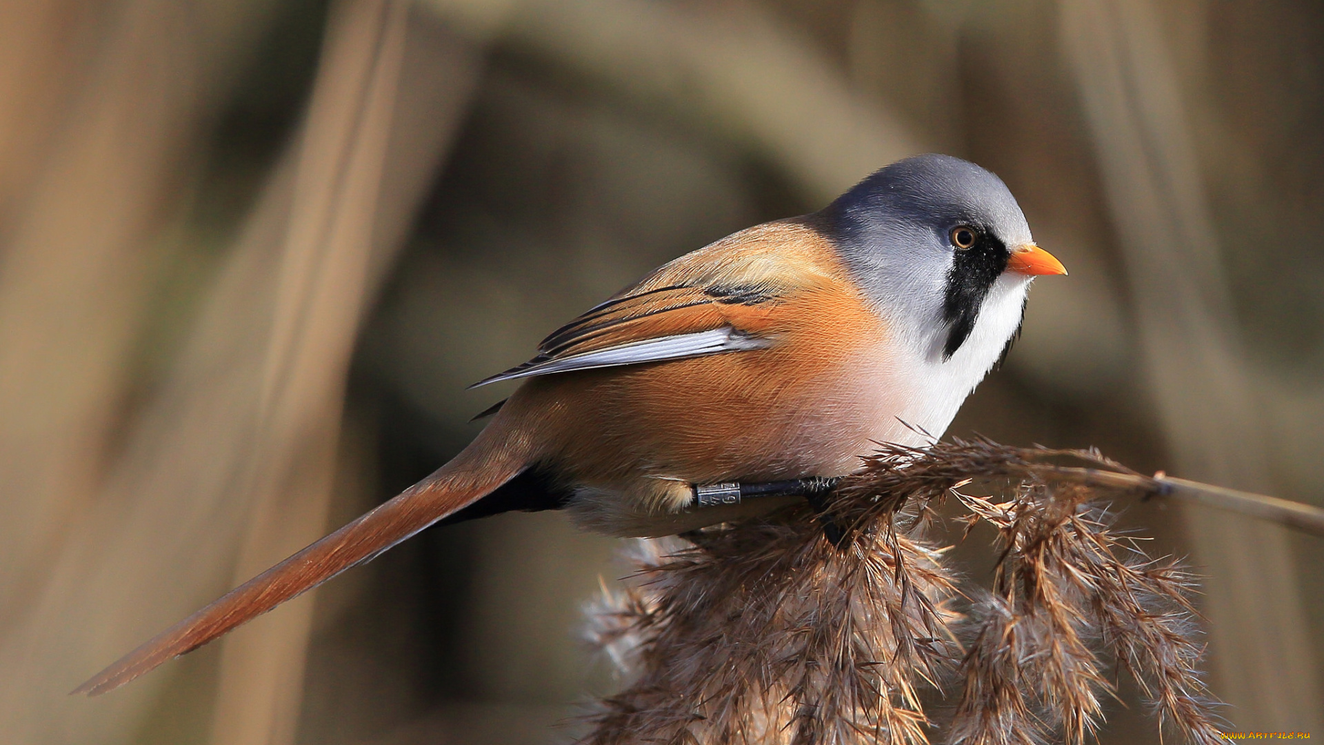 животные, птицы, птичка