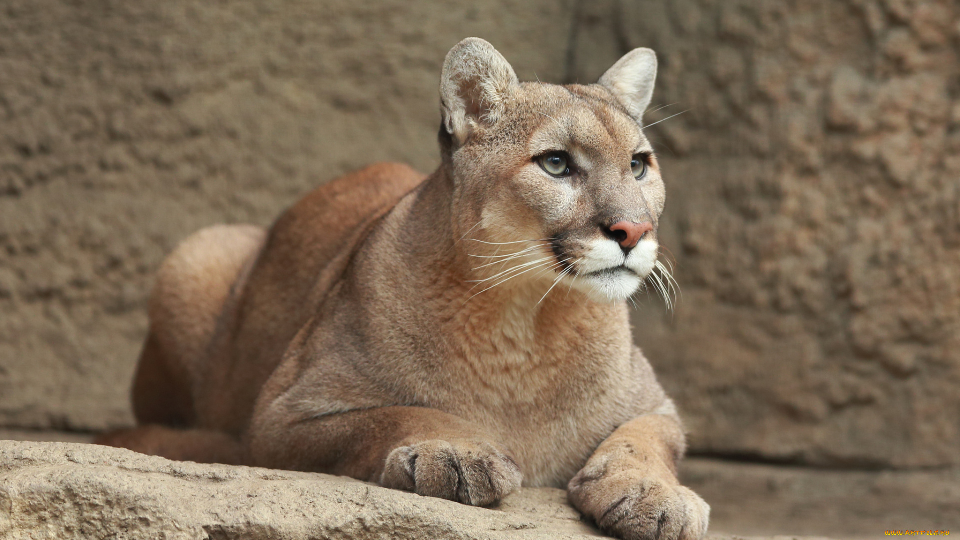 животные, пумы, пума