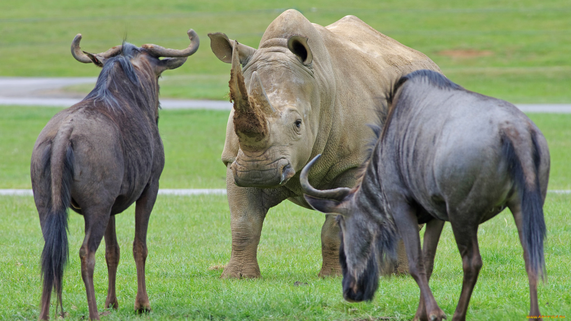 животные, разные, вместе, носорог, гну