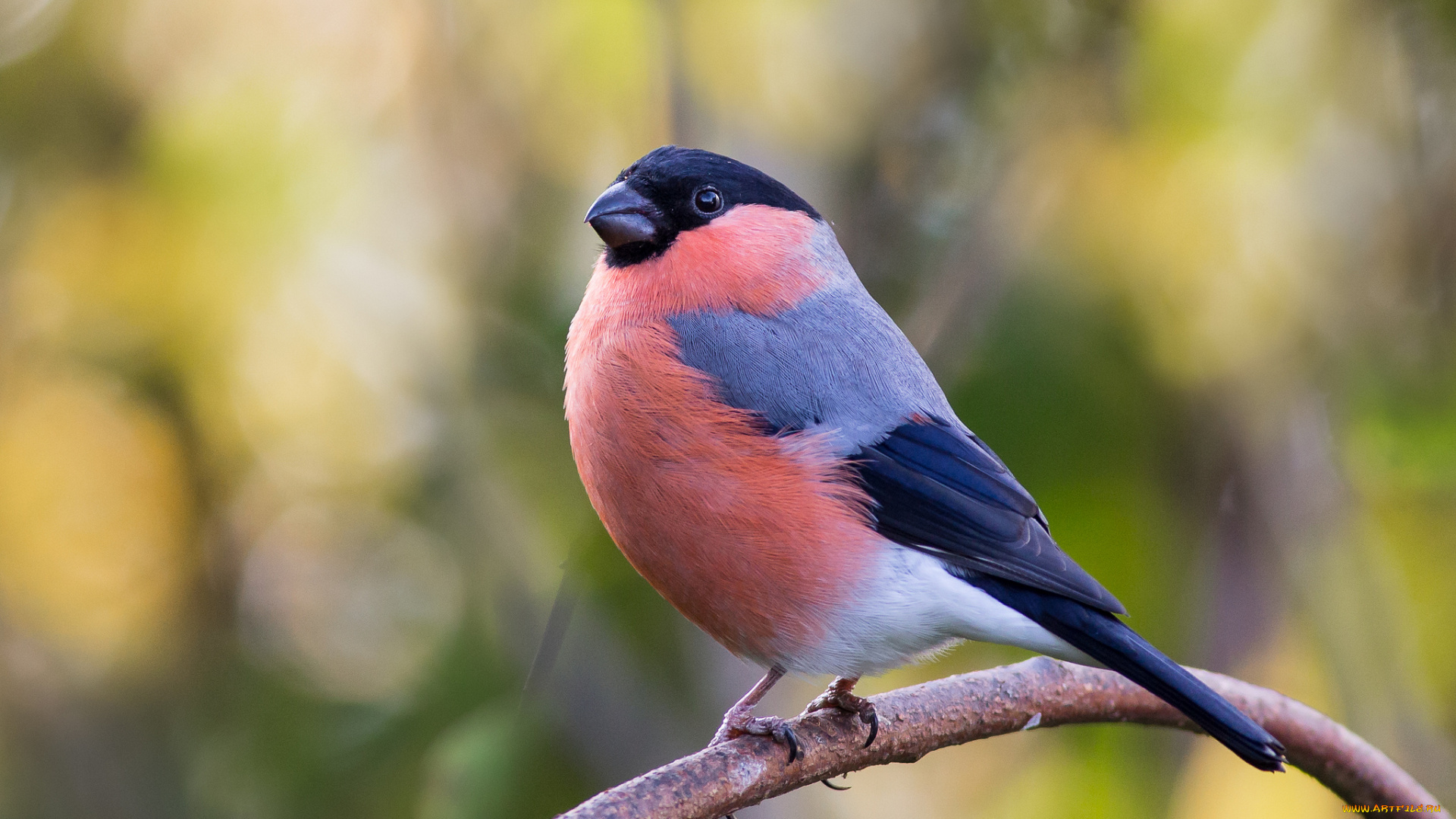 животные, снегири, птичка