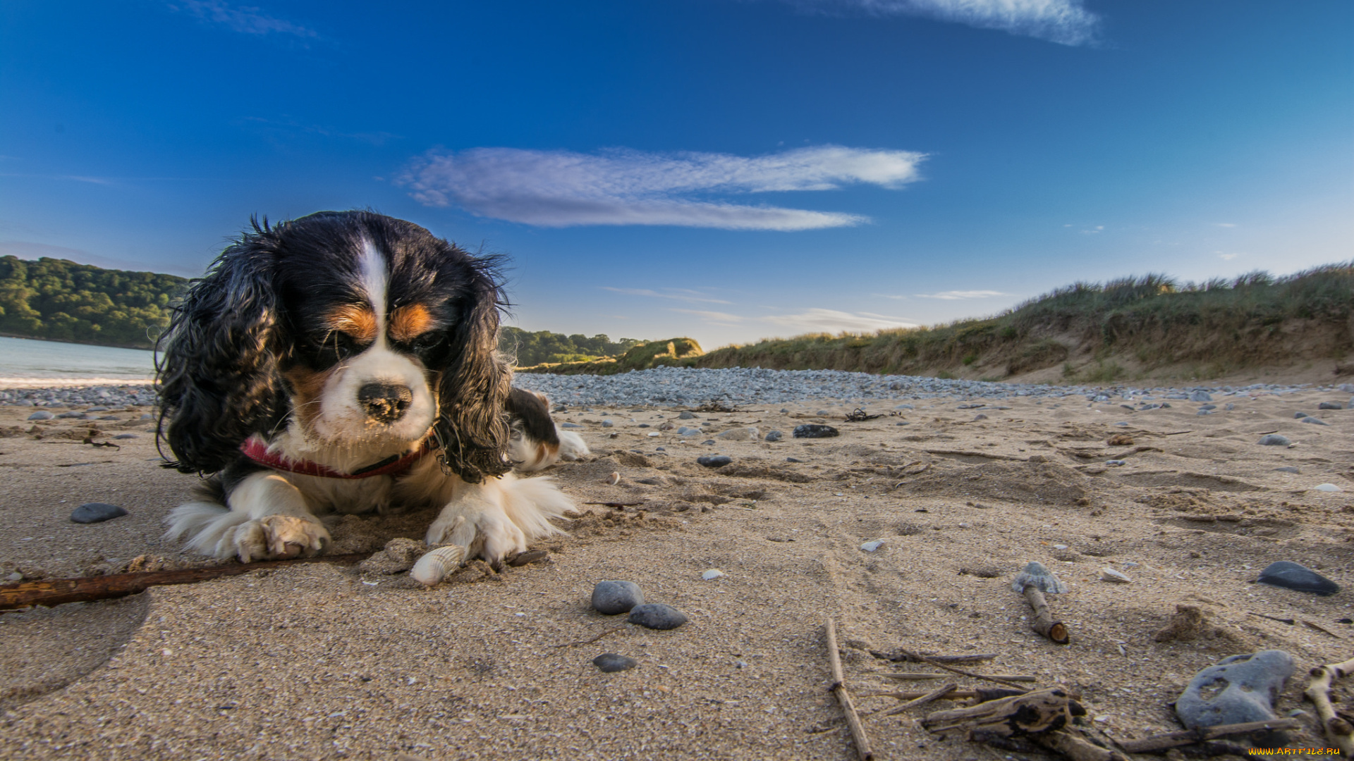 животные, собаки, песик