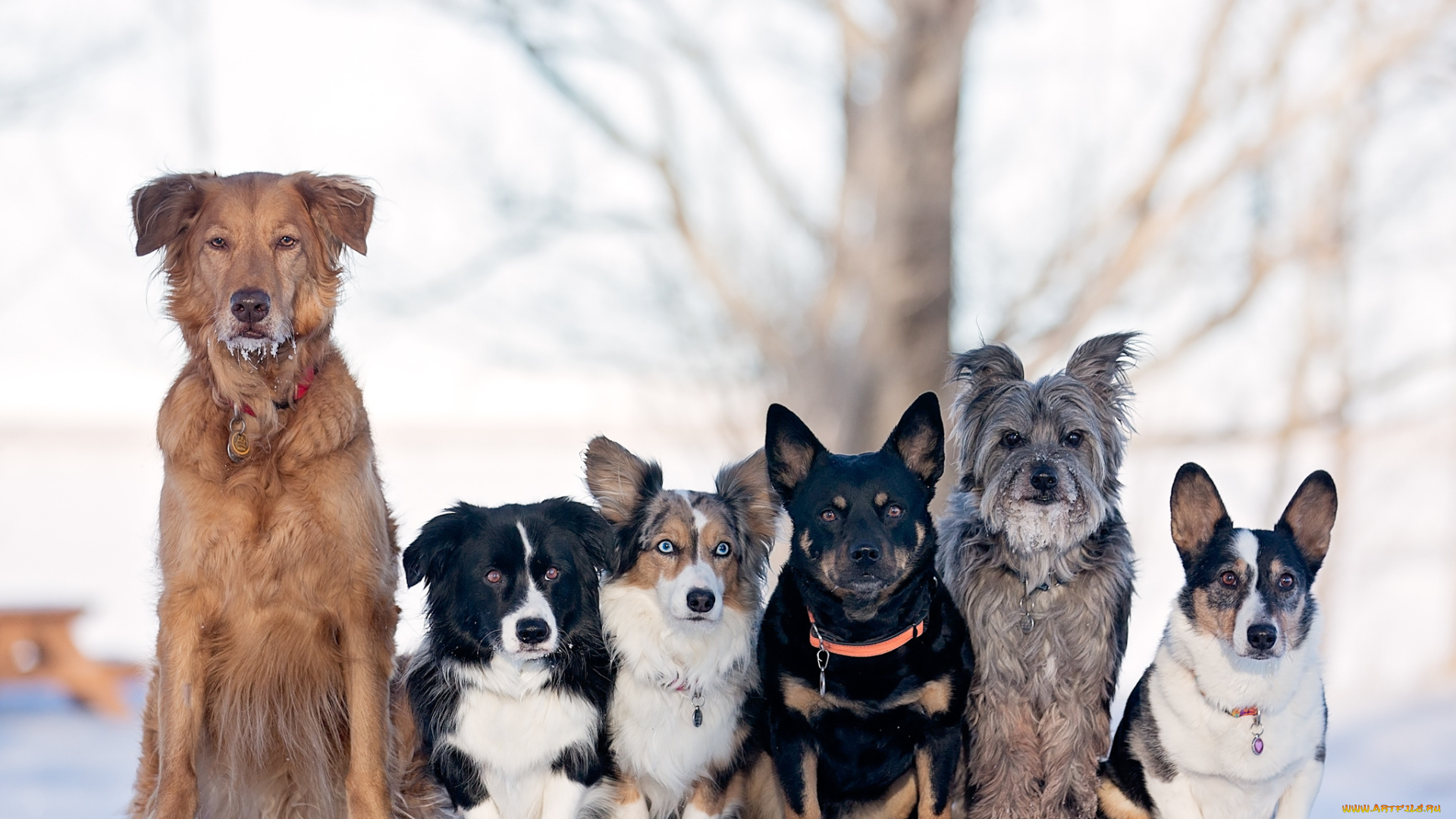 животные, собаки, взгляд, друзья