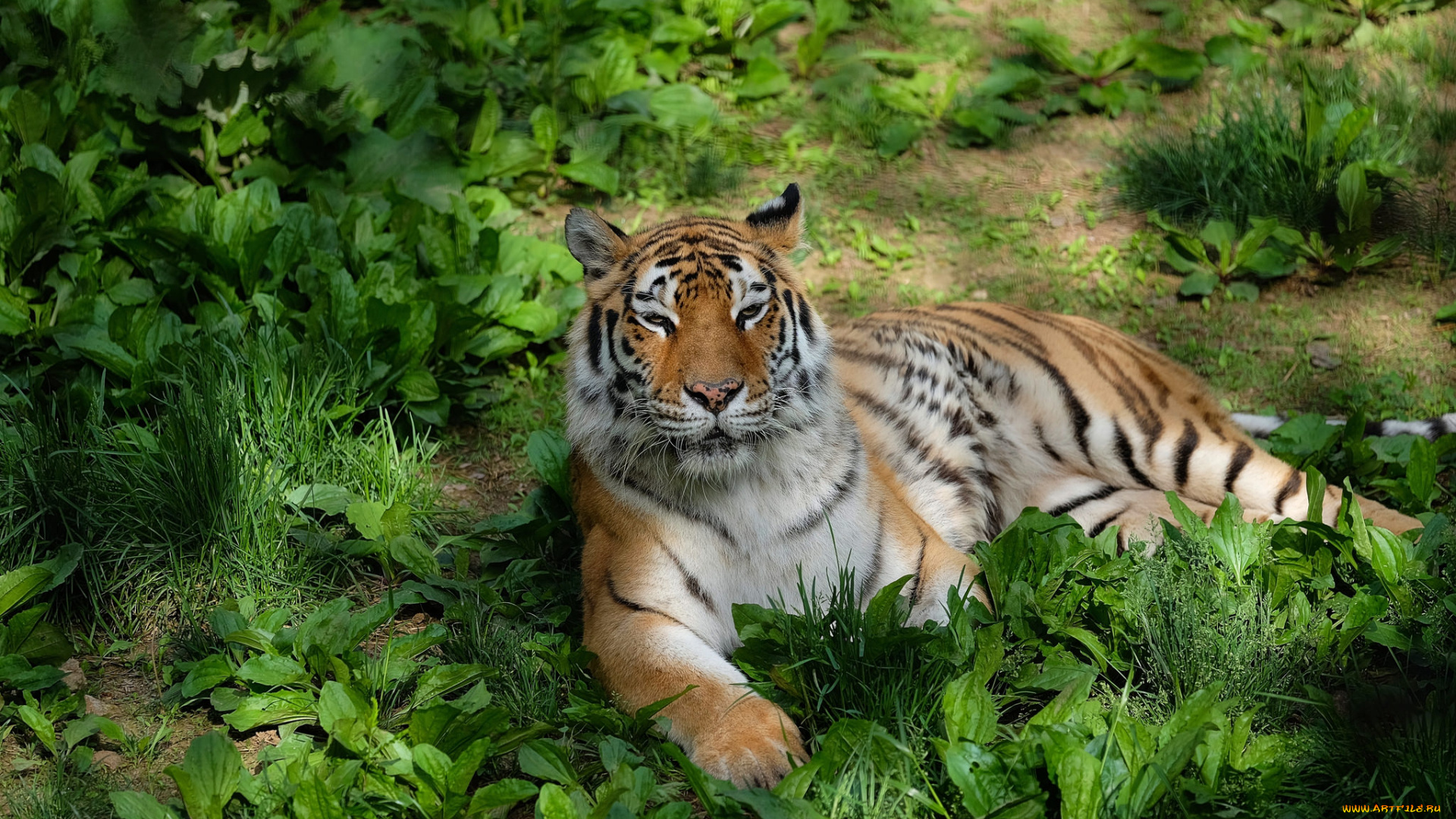животные, тигры, тигр