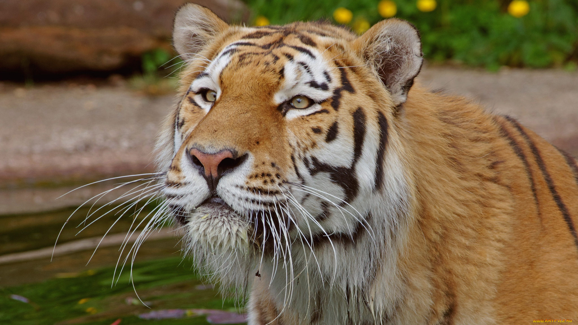 животные, тигры, тигр