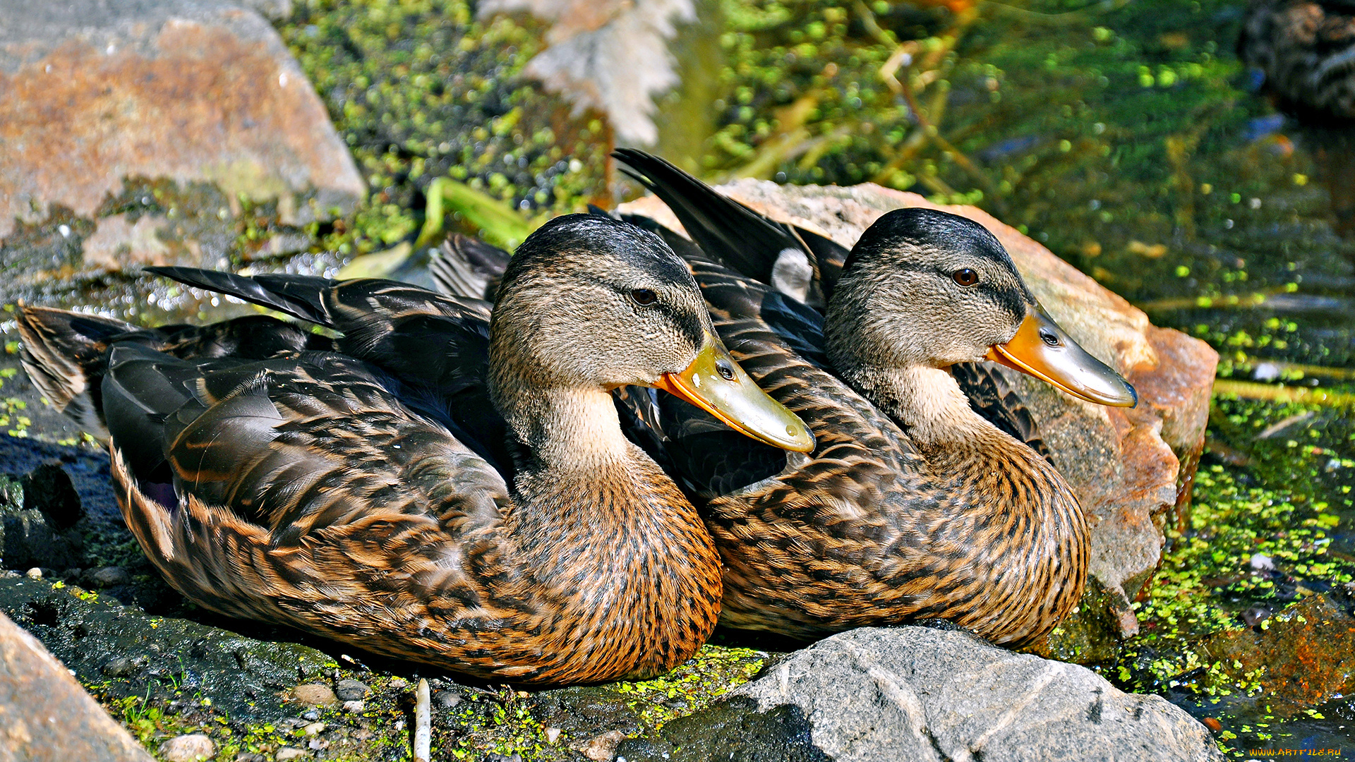 животные, утки, пара, камни, берег, озеро, ряска