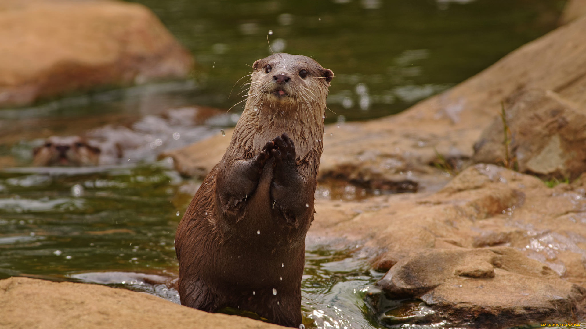 животные, выдры, , каланы, , ондатры, выдра