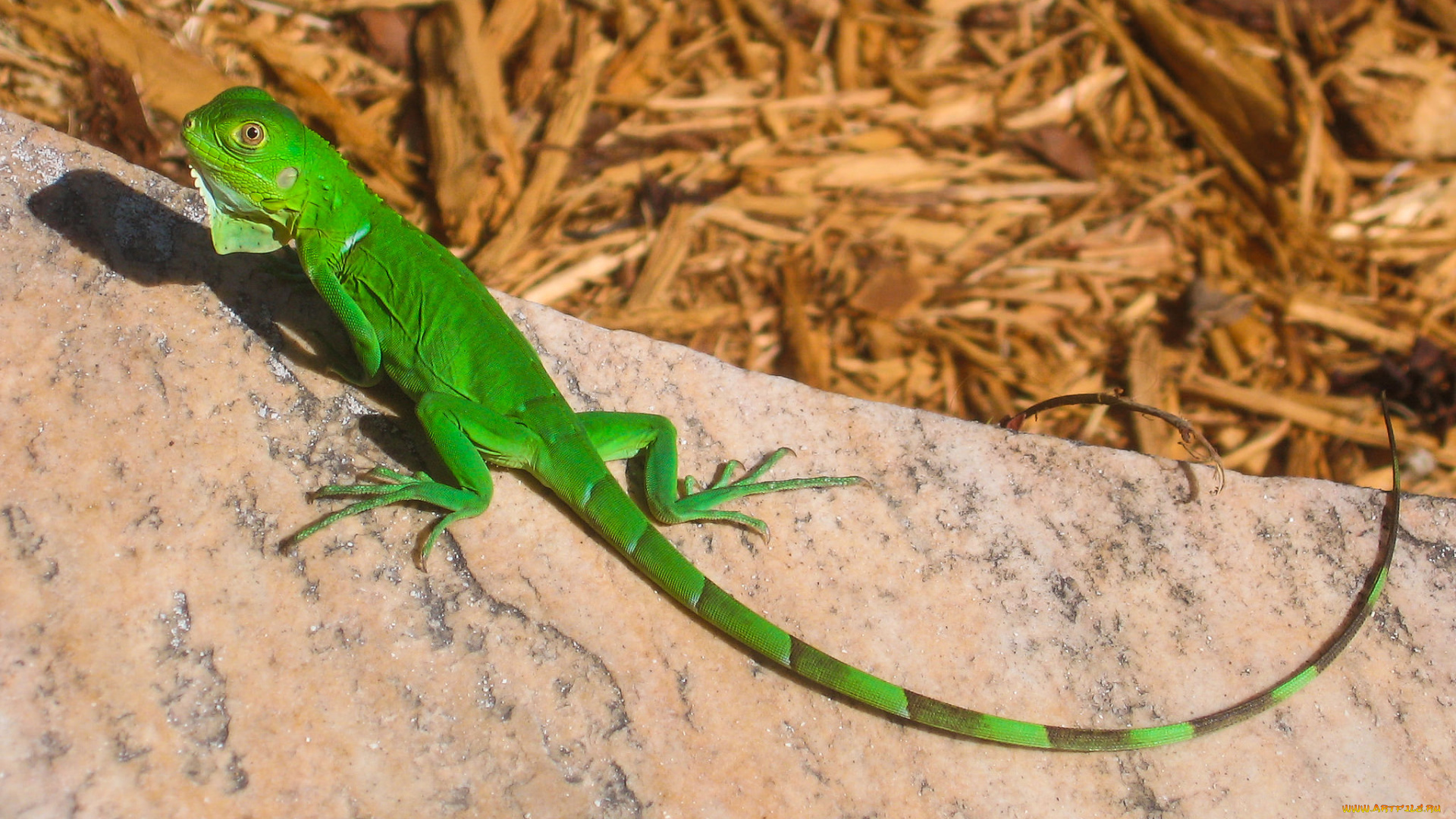 животные, Ящерицы, , игуаны, , вараны, ящерица