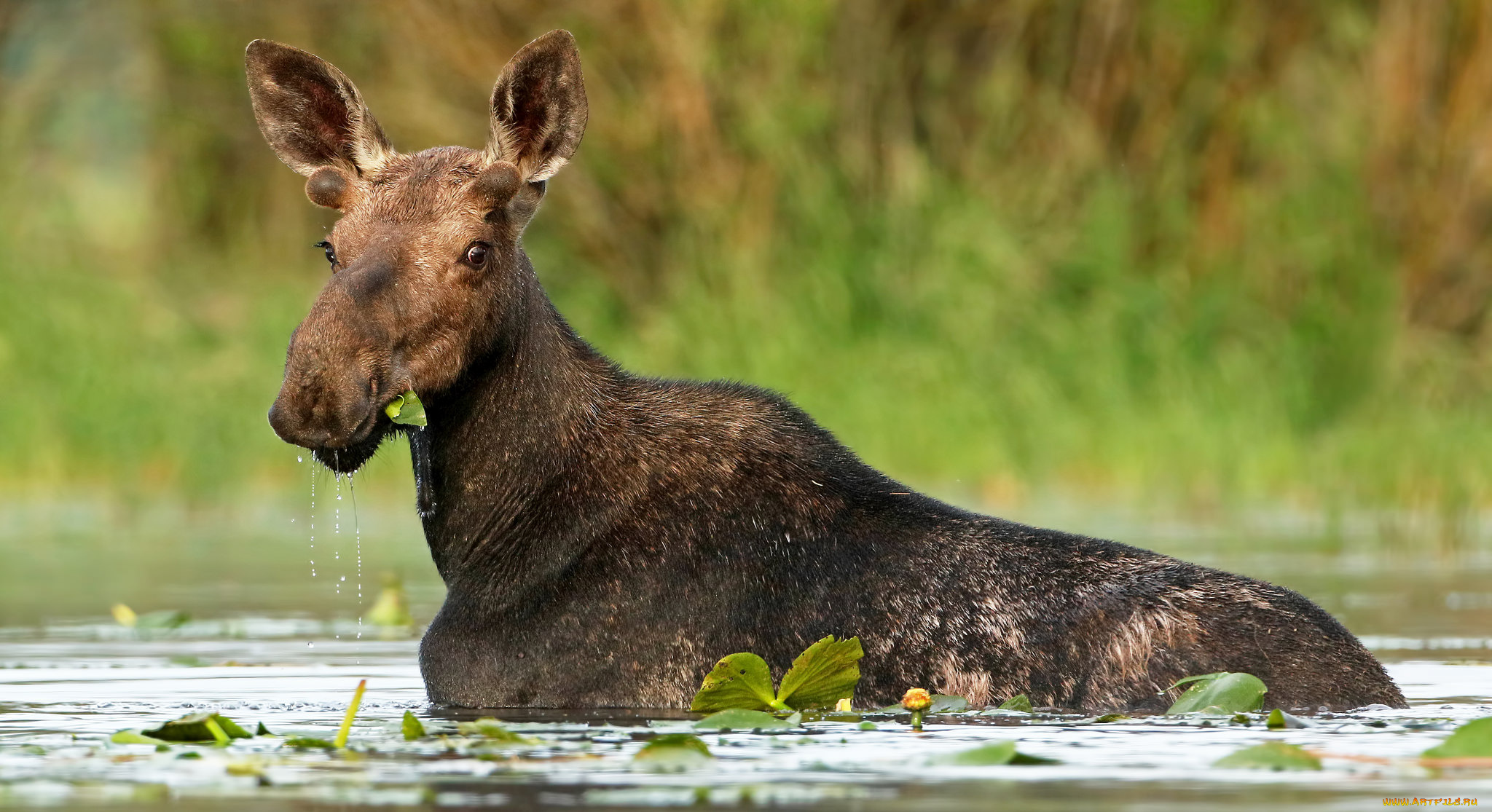 животные, лоси, сохатый