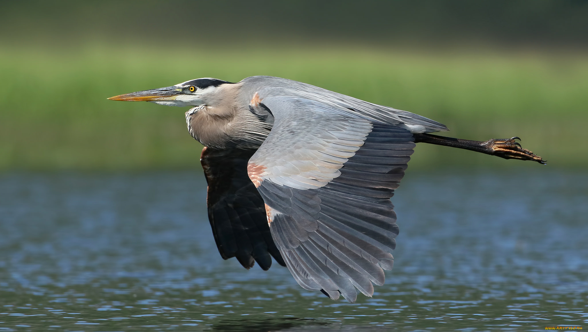 животные, цапли, , выпи, серая, цапля