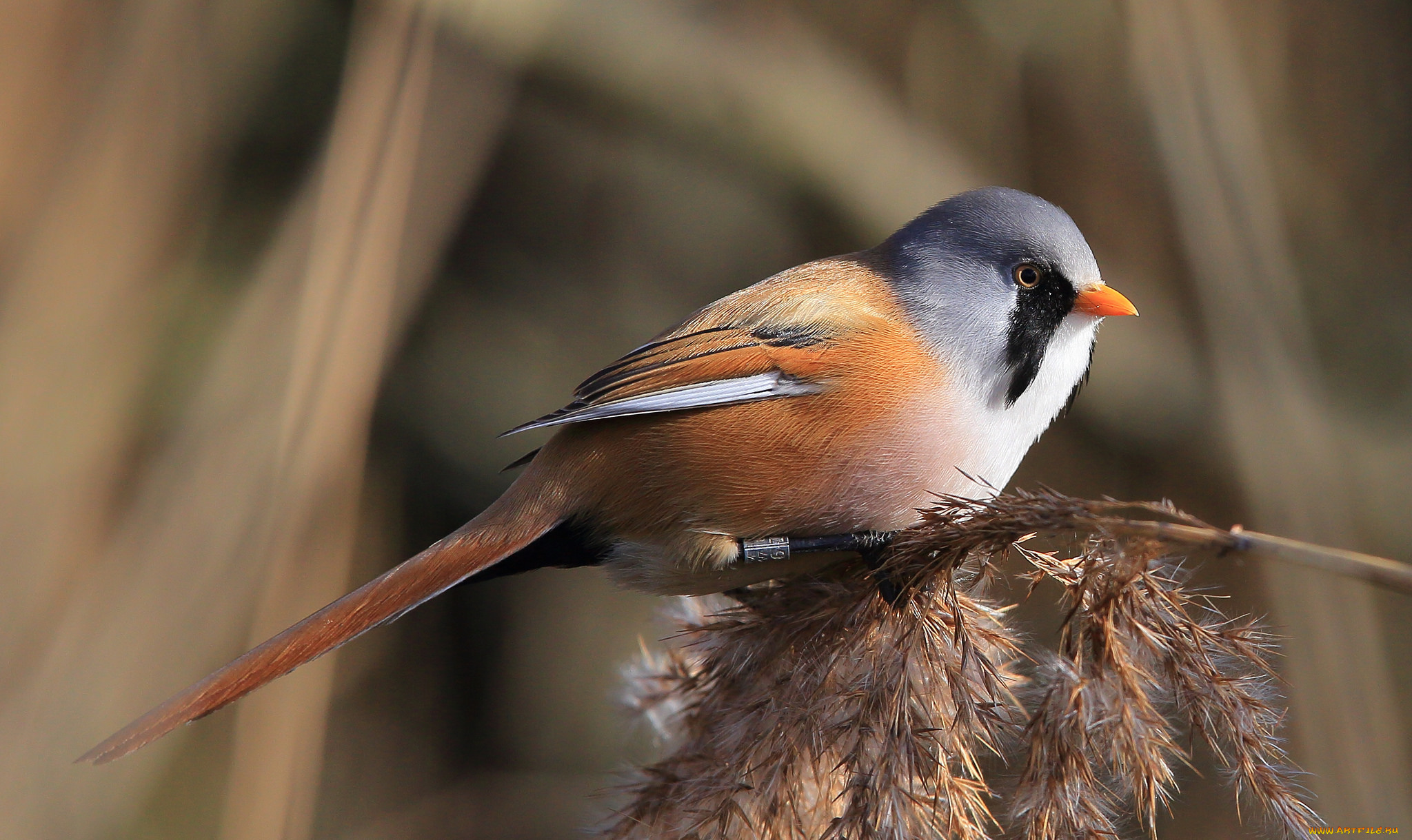 животные, птицы, птичка