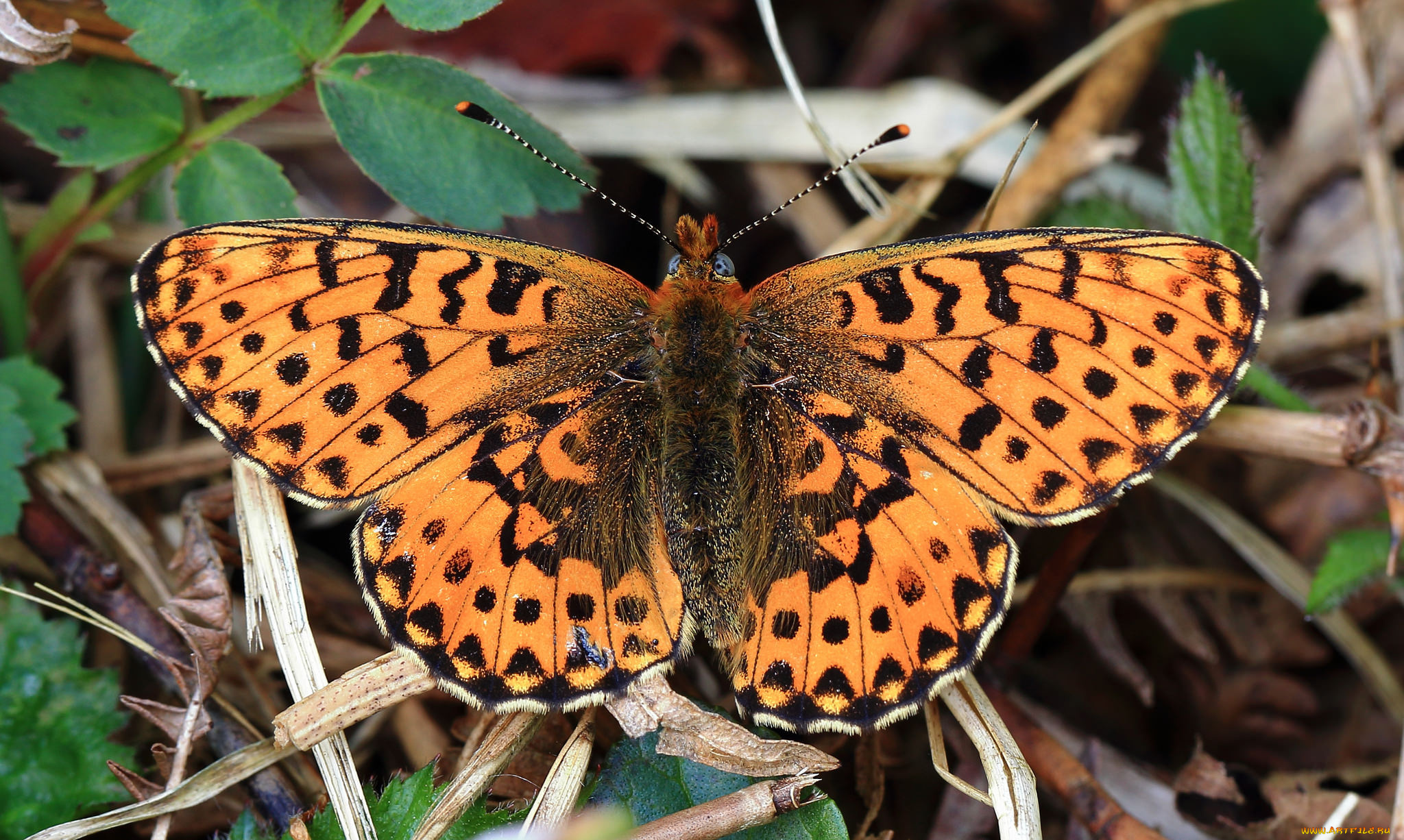животные, бабочки, , мотыльки, , моли, бабочка