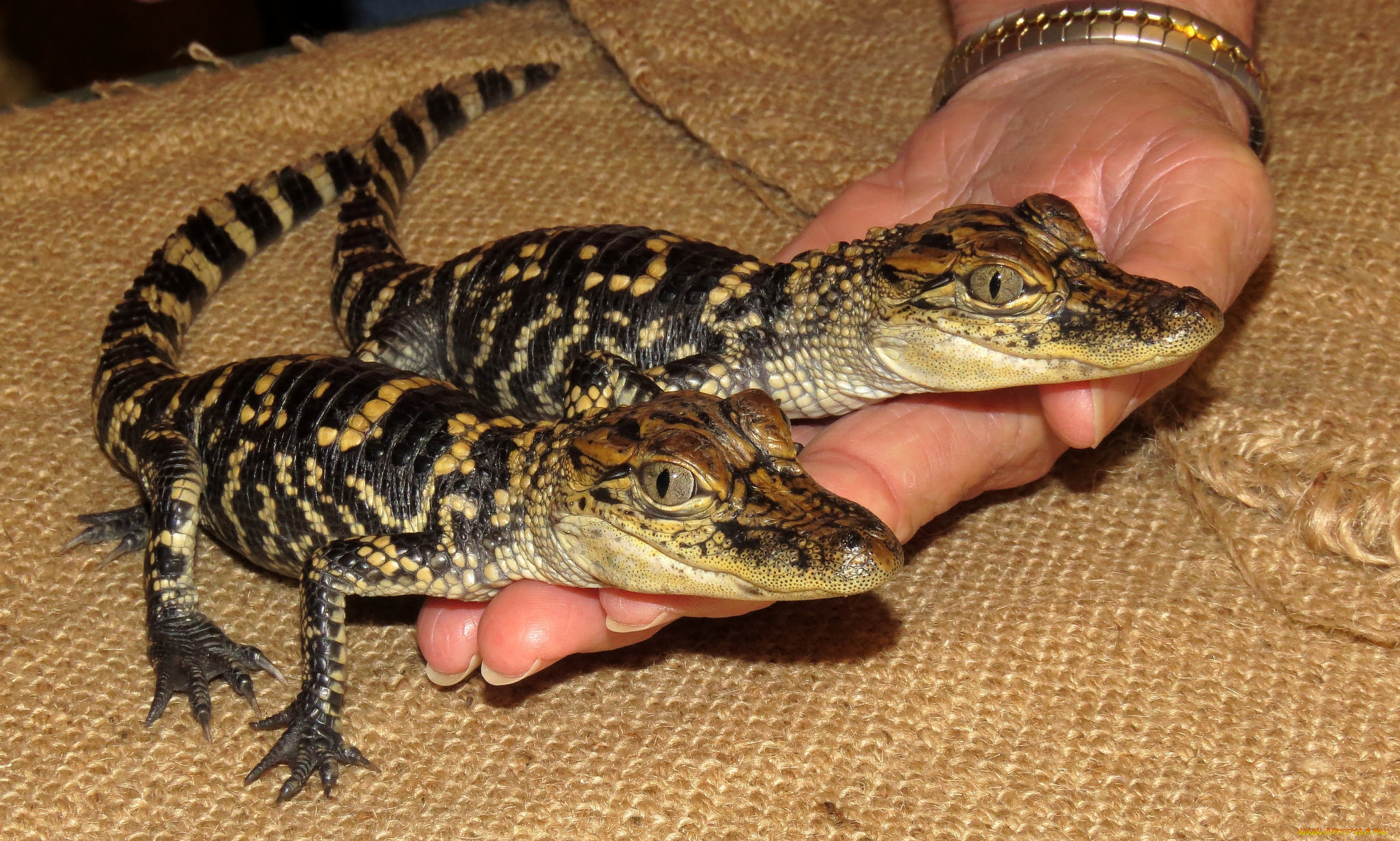 животные, крокодилы, крохи