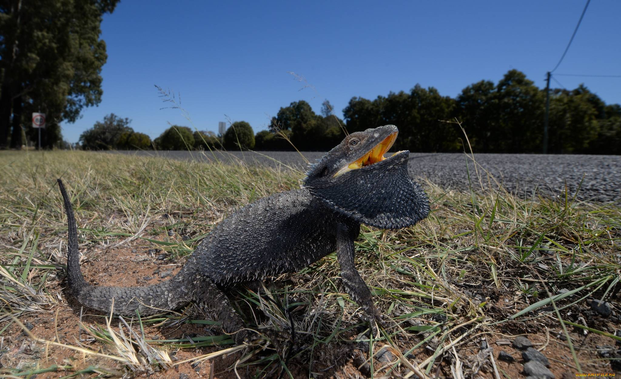 eastern, bearded, dragon, животные, Ящерицы, , игуаны, , вараны, ящерица
