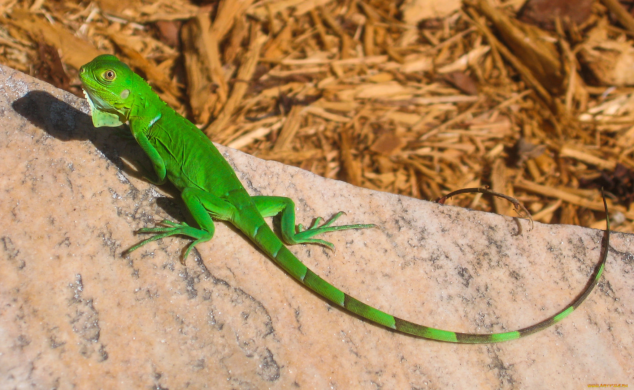 животные, Ящерицы, , игуаны, , вараны, ящерица