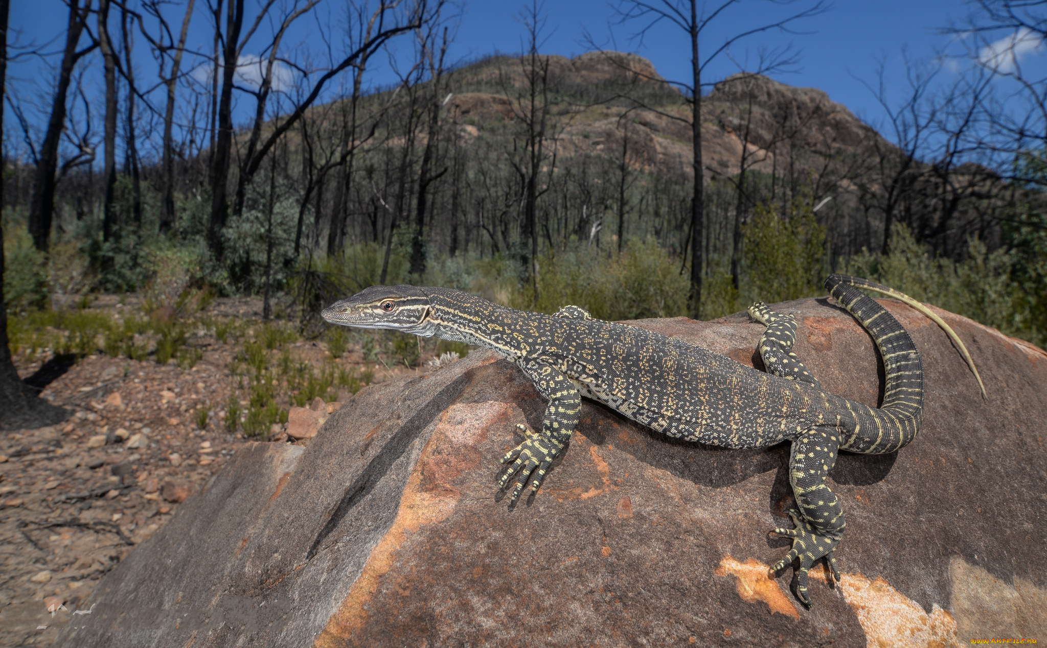 sand, monitor, животные, Ящерицы, , игуаны, , вараны, варан