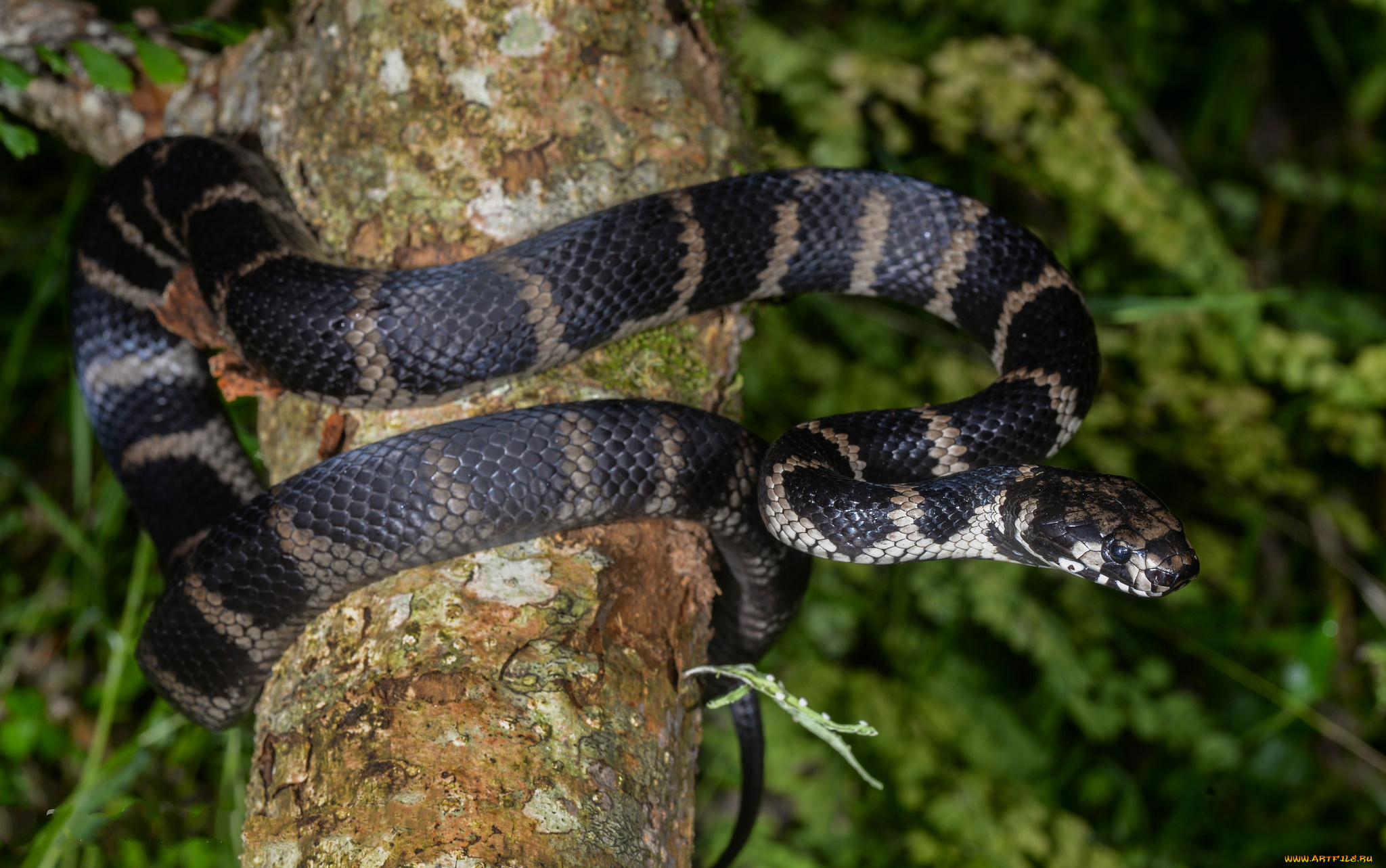 stephen`s, banded, snake, животные, змеи, , питоны, , кобры, змея