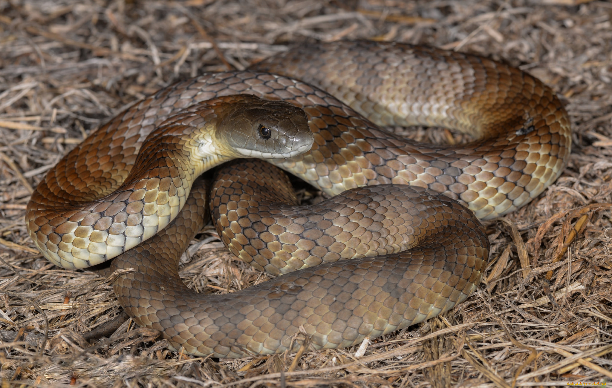 tiger, snake, животные, змеи, , питоны, , кобры, змея