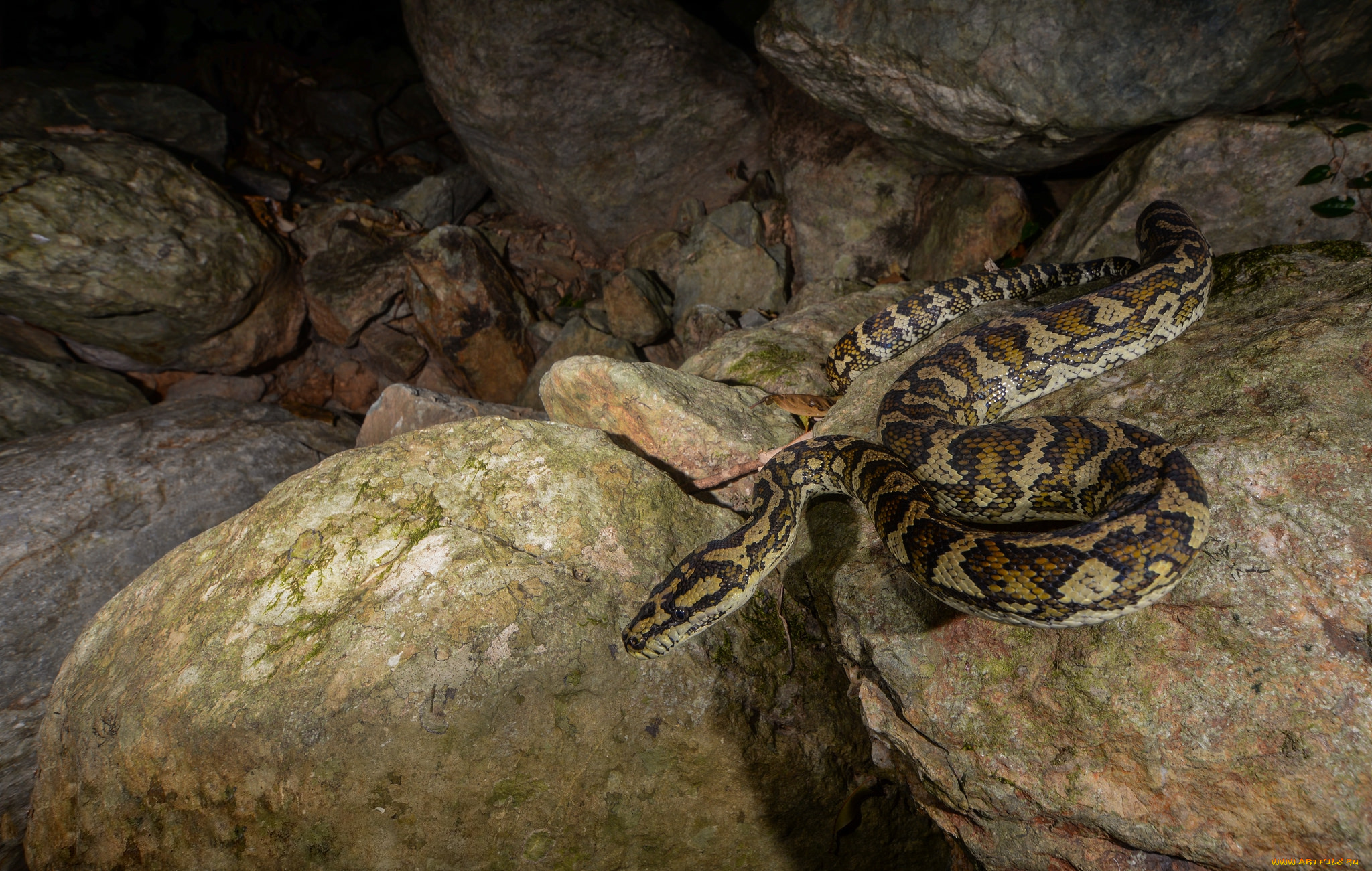 jungle, carpet, python, животные, змеи, , питоны, , кобры, змея